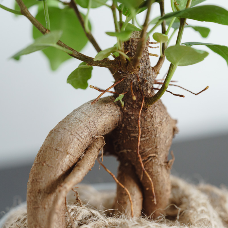 ガジュマル/HAKBIJL(ハックバイル)/コナーホワイト13 | 青山フラワー