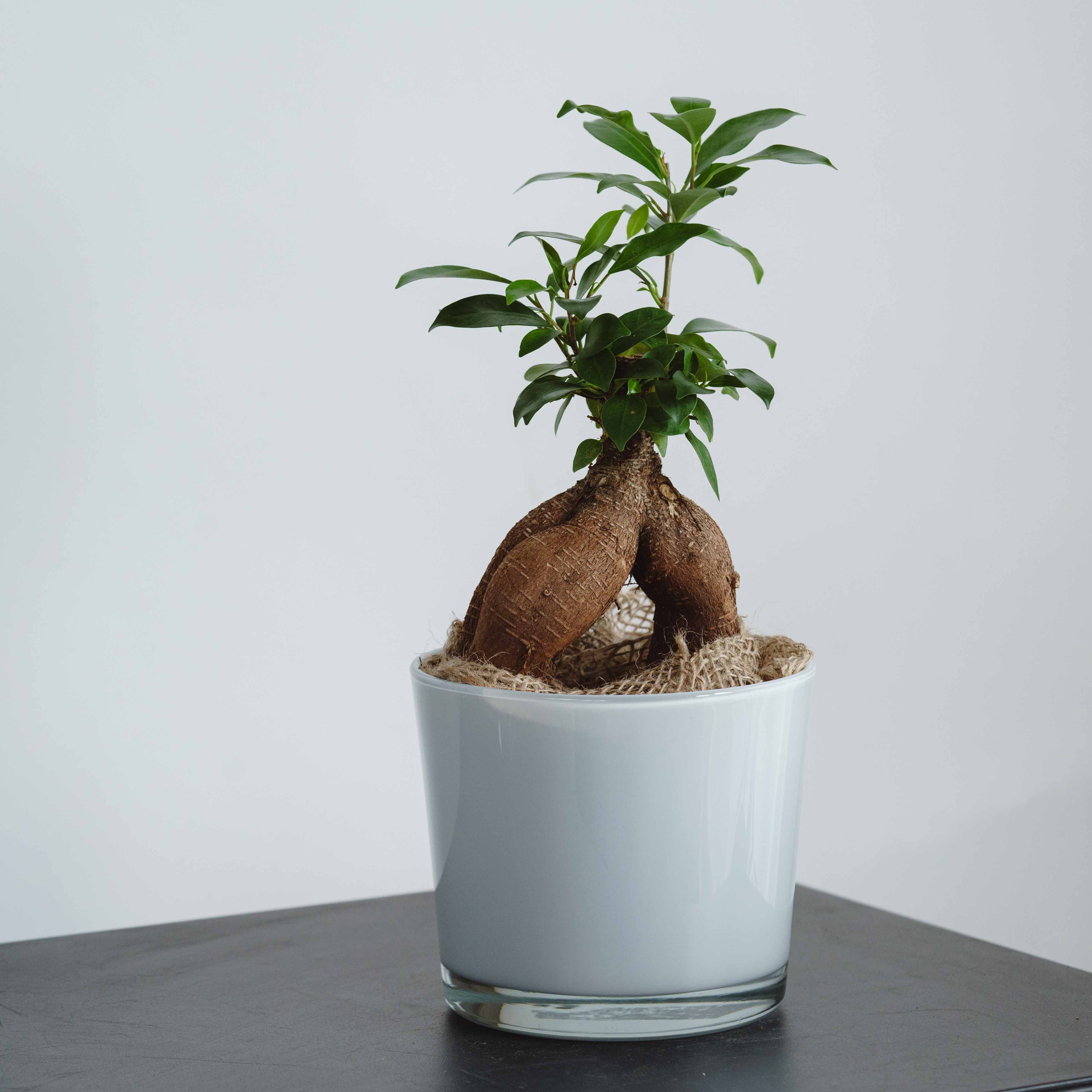 ガジュマル/HAKBIJL(ハックバイル)/コナーホワイト13 | 青山フラワー