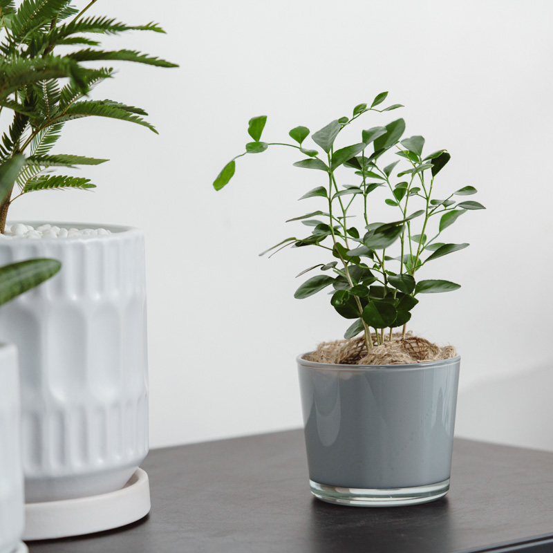 ゲッキツ/HAKBIJL(ハックバイル)/コナームースグレイ9 | 青山フラワー