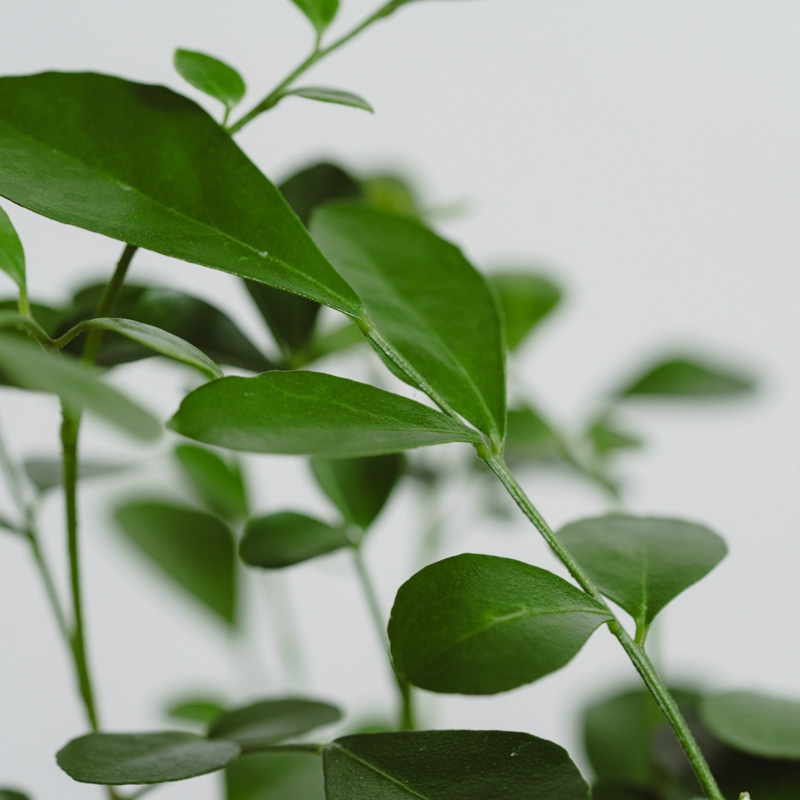 ゲッキツ/HAKBIJL(ハックバイル)/コナームースグレイ9 | 青山フラワー