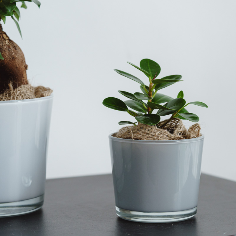 パンダガジュマル・コパンダ/HAKBIJL(ハックバイル)/コナームース