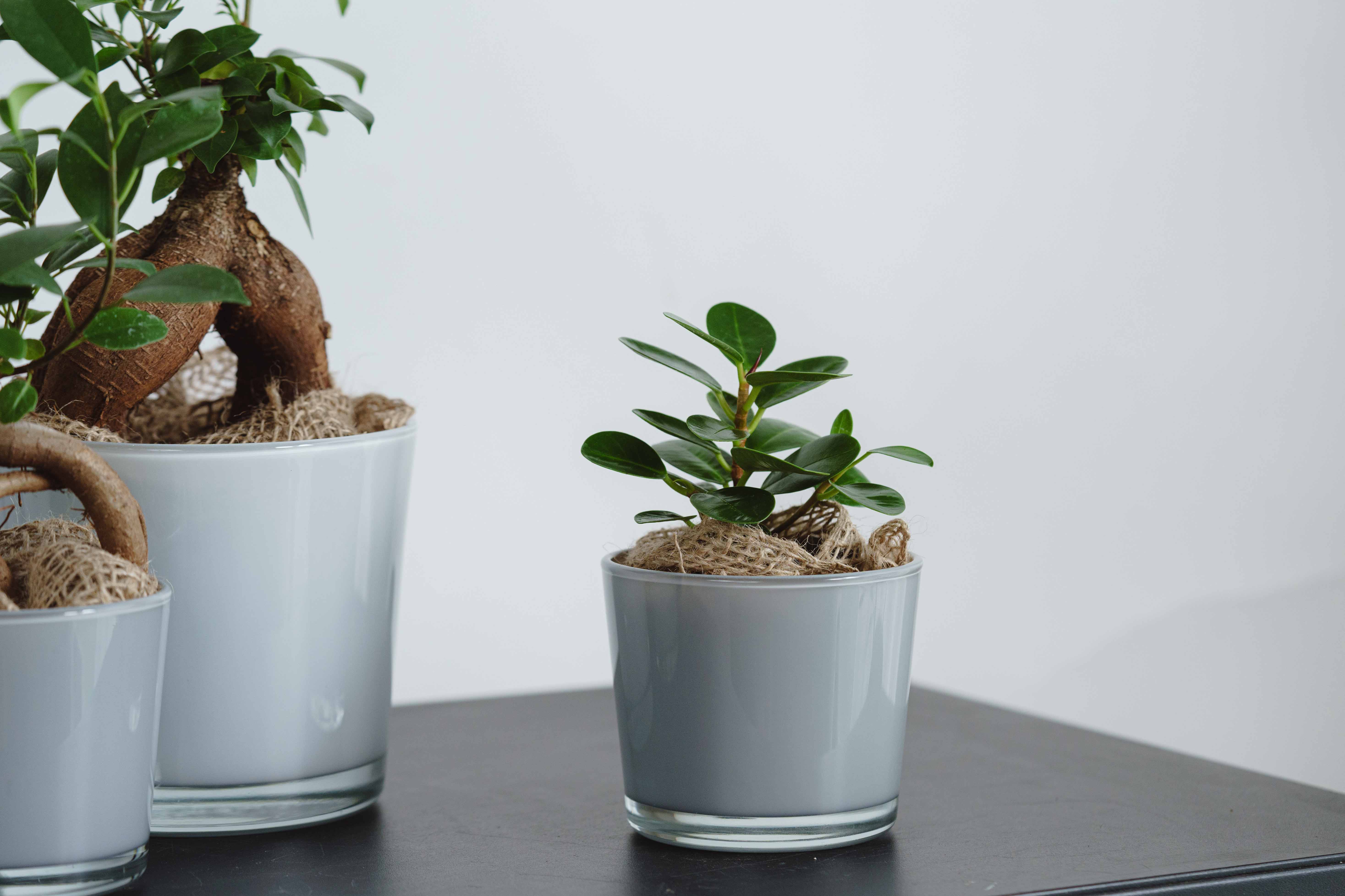 パンダガジュマル・コパンダ/HAKBIJL(ハックバイル)/コナームース