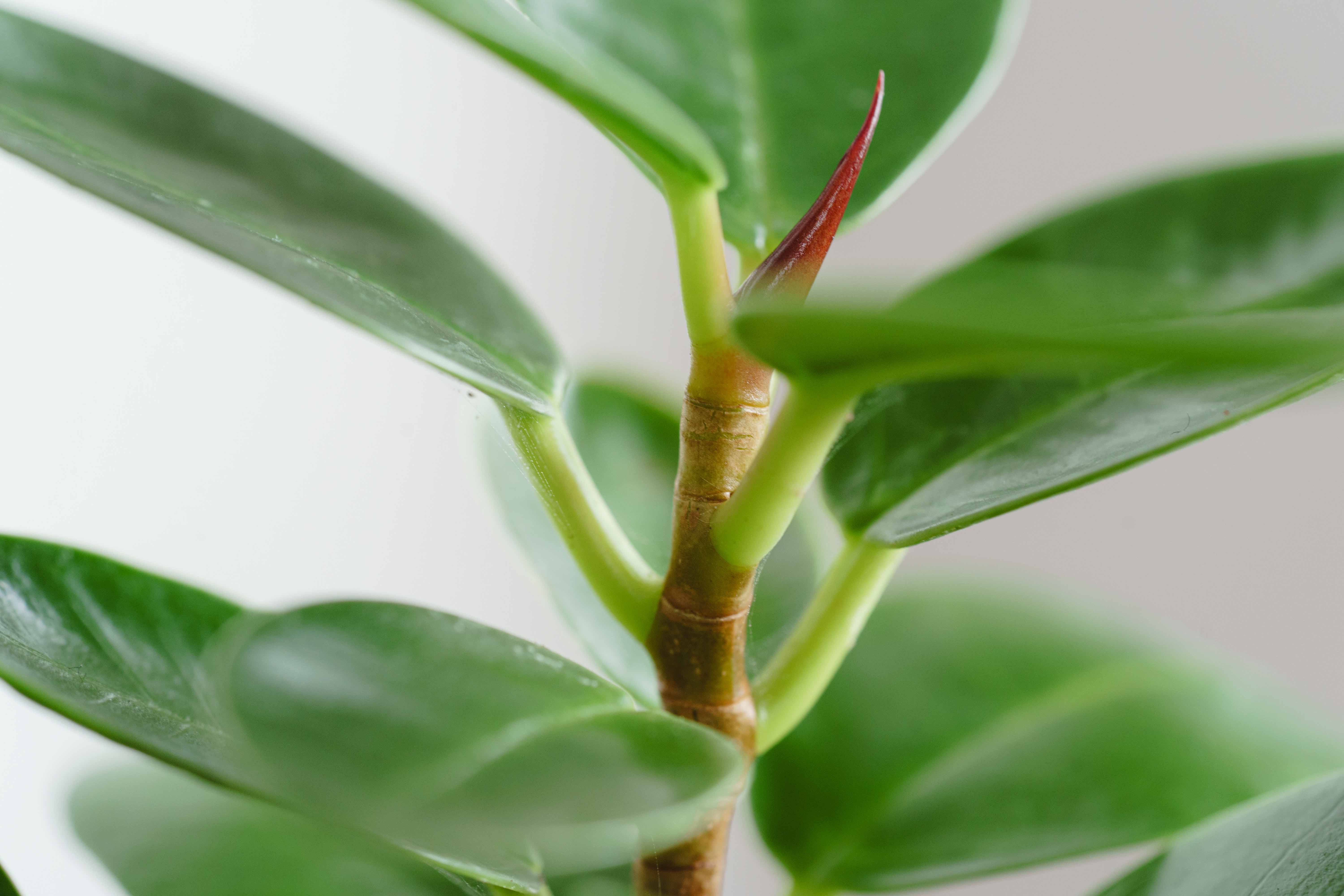 パンダガジュマル・コパンダ/HAKBIJL(ハックバイル)/コナームース