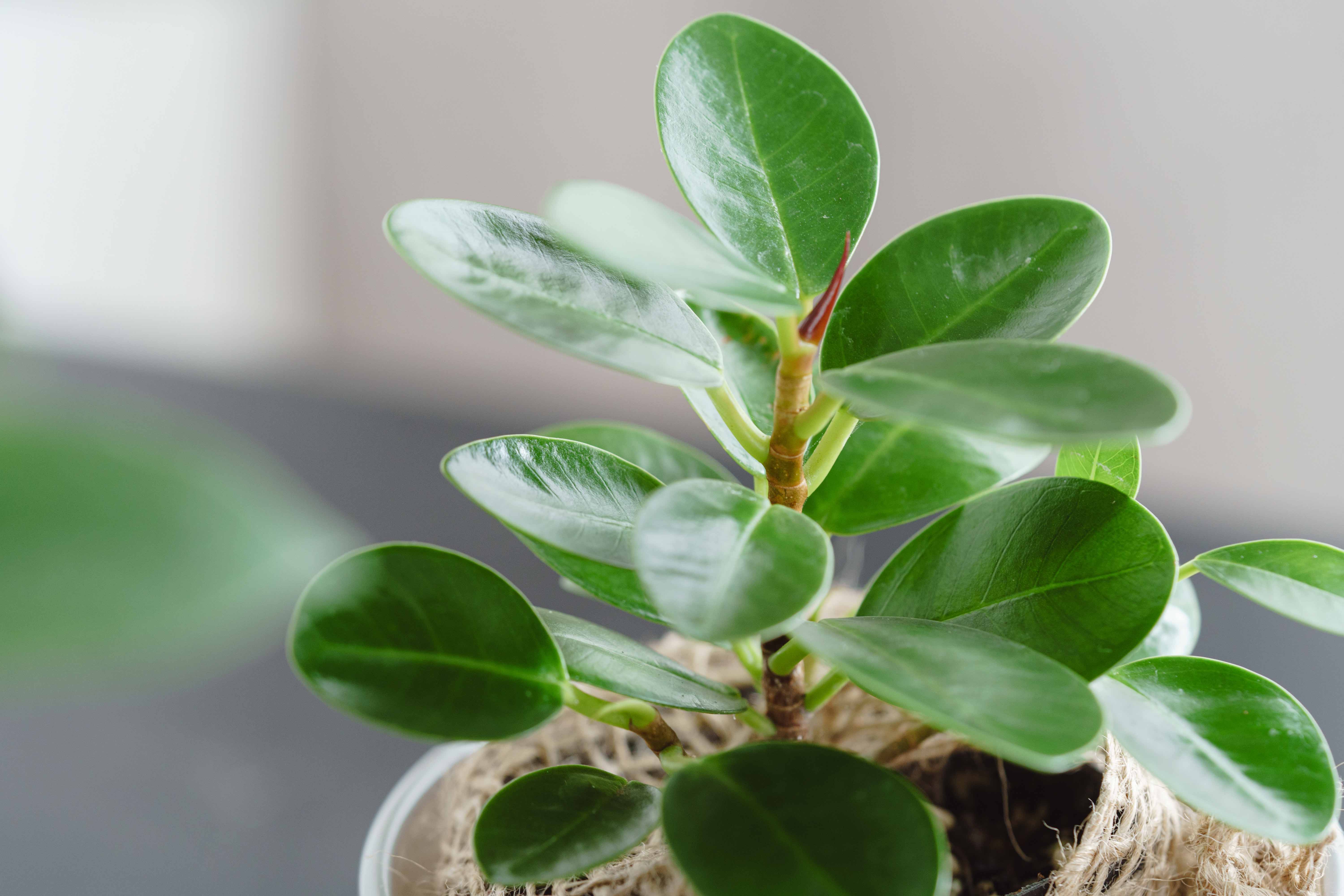 パンダガジュマル・コパンダ/HAKBIJL(ハックバイル)/コナームース