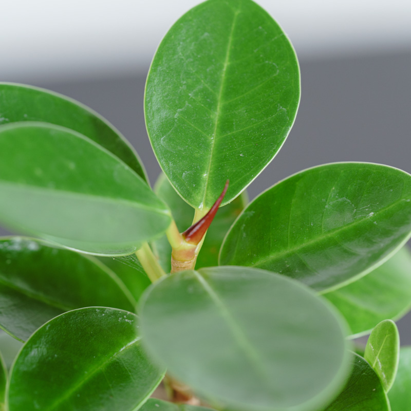 パンダガジュマル・コパンダ/HAKBIJL(ハックバイル)/コナームース