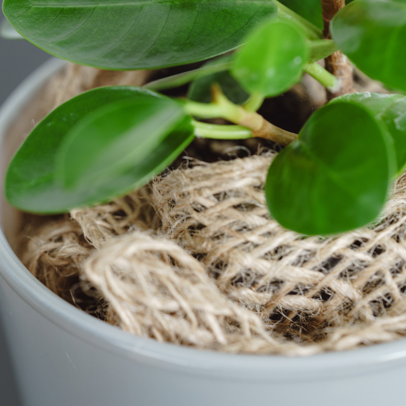 パンダガジュマル・コパンダ/HAKBIJL(ハックバイル)/コナームース