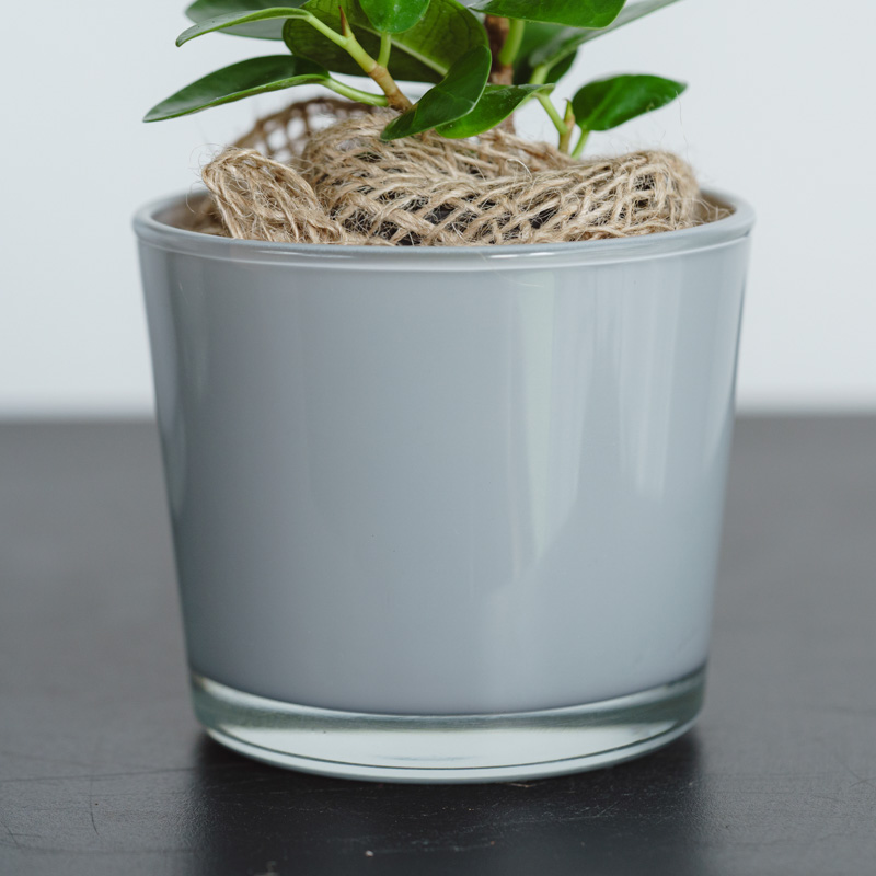 パンダガジュマル・コパンダ/HAKBIJL(ハックバイル)/コナームース