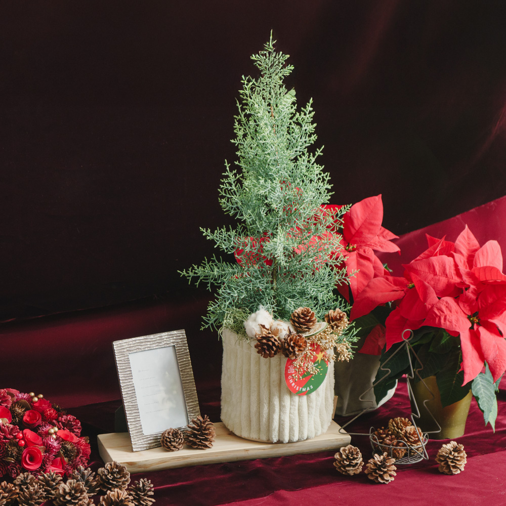 青山フラワーマーケット｜クリスマス | 青山フラワーマーケット｜花束