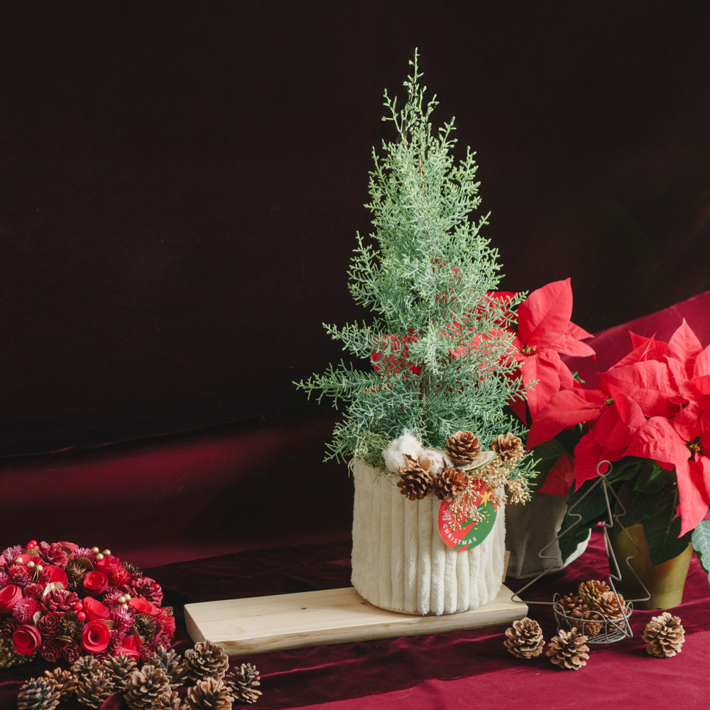 ディスプレイ台セット商品】サルフレア/青山フラワーマーケット/Pleats