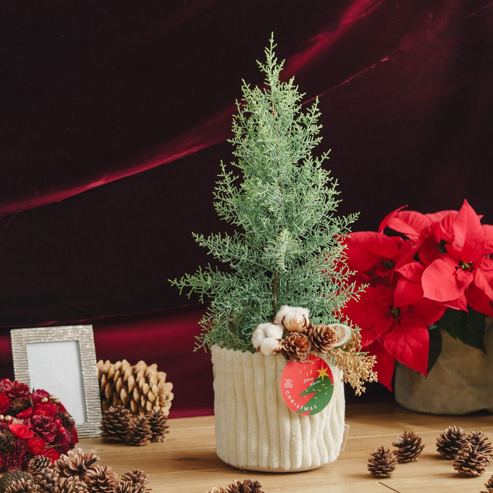 アドベント気分を盛り上げる壁飾り クリスマススワッグS | 青山