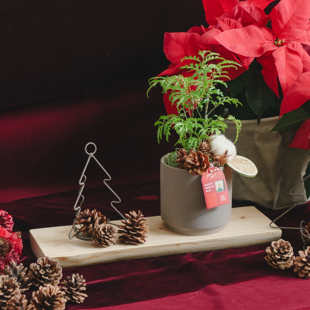 アドベント気分を盛り上げる壁飾り クリスマススワッグS | 青山