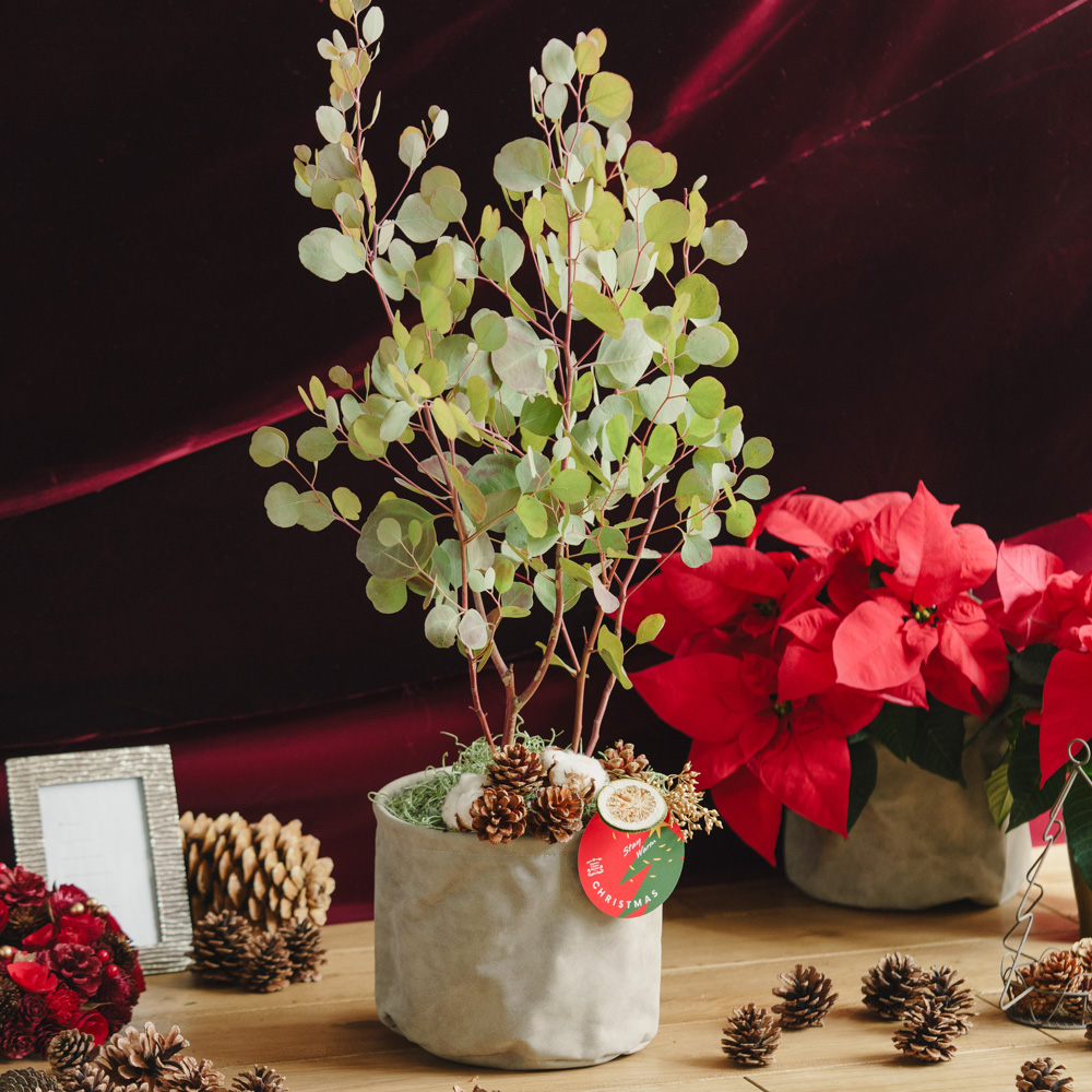 アドベント気分を盛り上げる壁飾り クリスマススワッグS | 青山