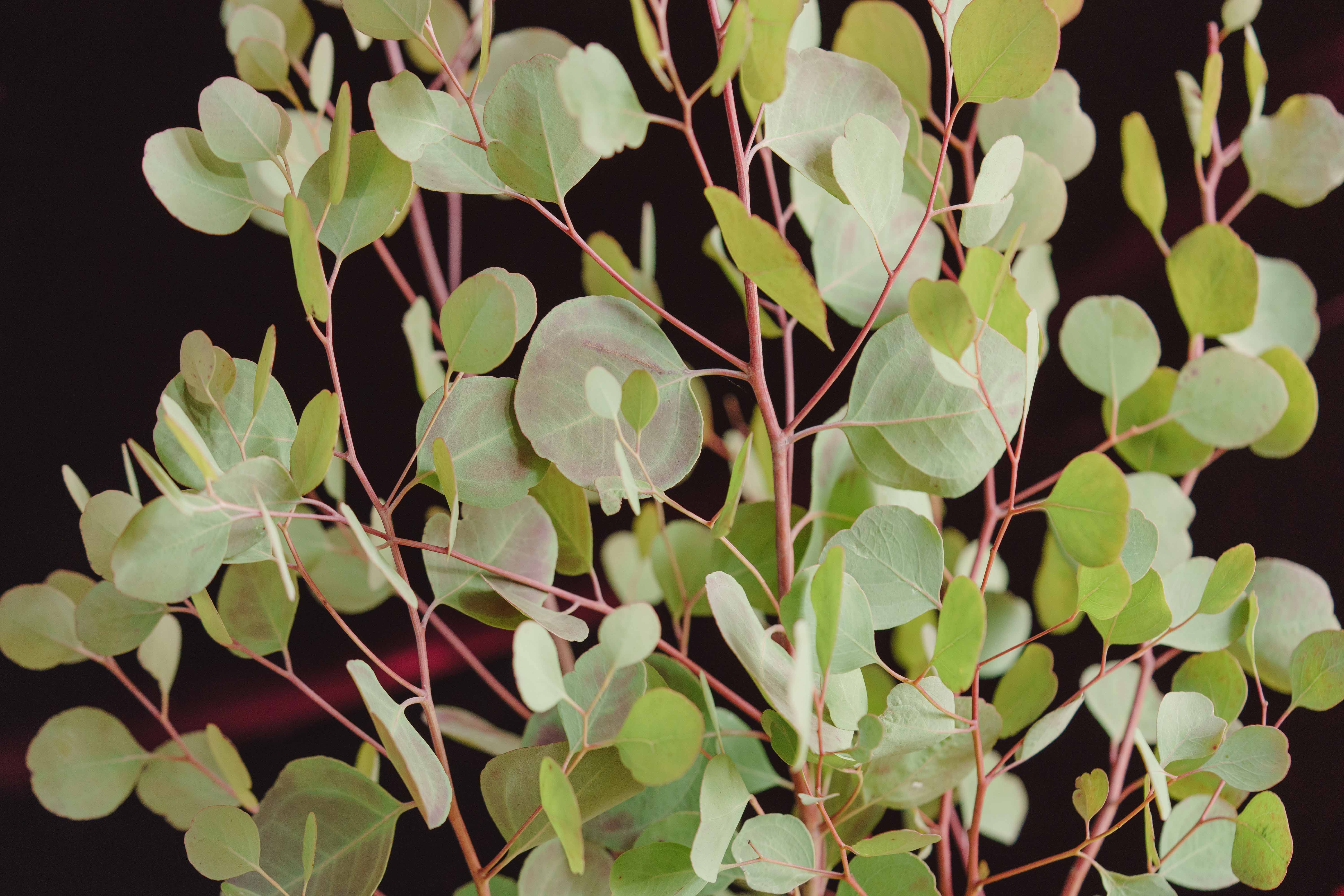 ユーカリ・ポポラス/FOYER(ホワイエ)/MHレザーポット アッシュグレー