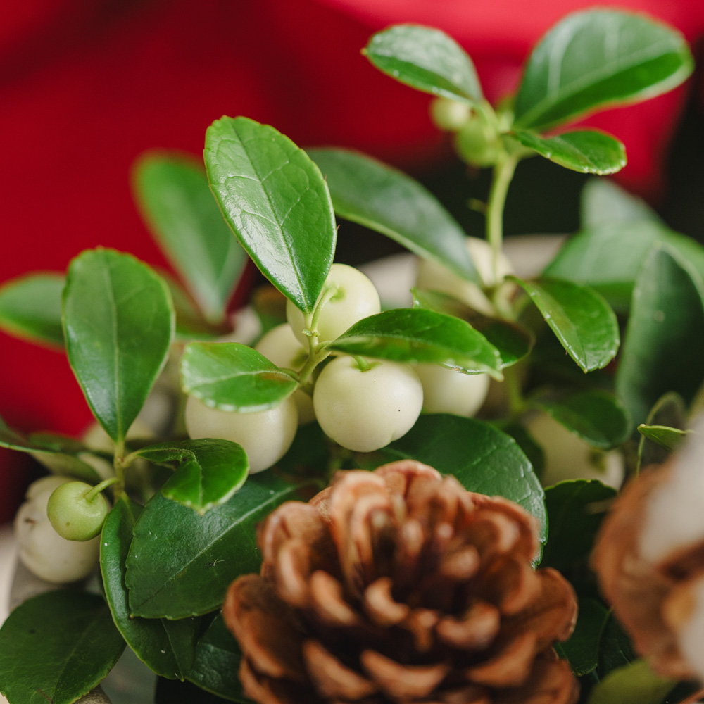 チェッカーベリー/青山フラワーマーケット/Pleats（M) | 青山フラワー