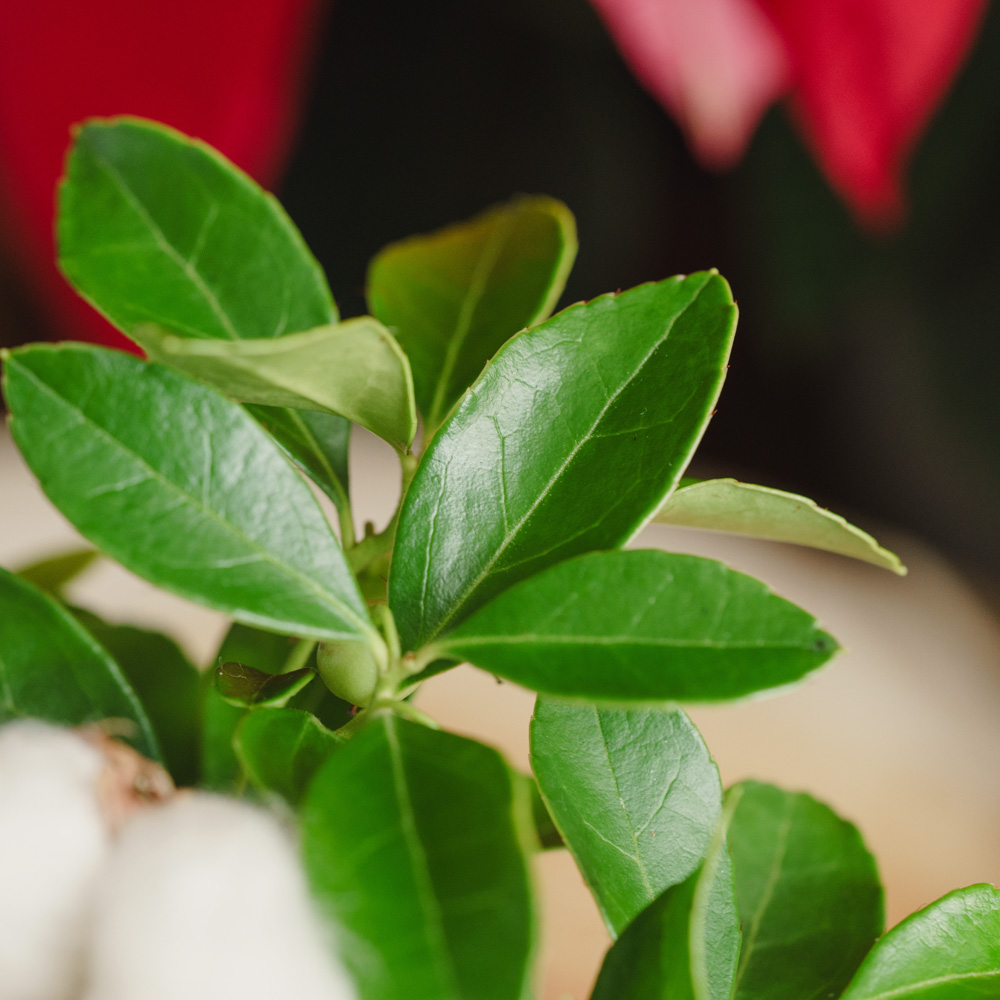 チェッカーベリー/青山フラワーマーケット/Pleats（M) | 青山フラワー