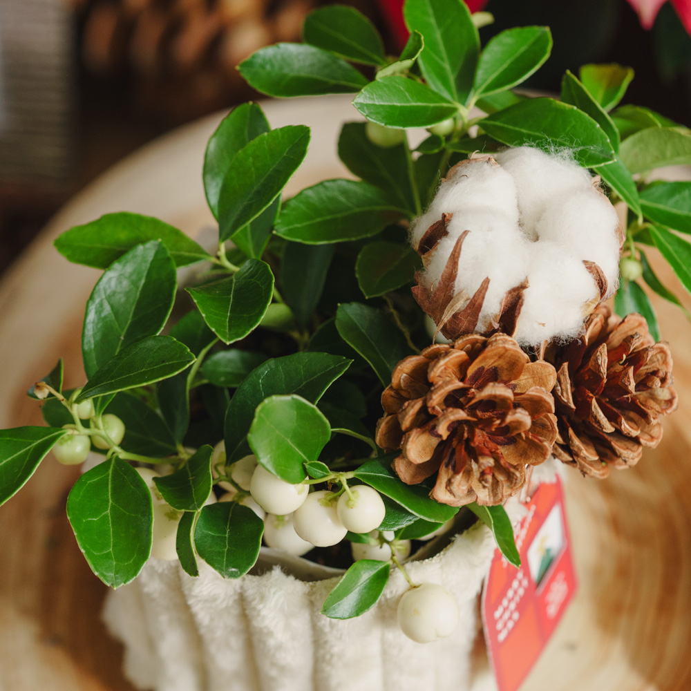 チェッカーベリー/青山フラワーマーケット/Pleats（M) | 青山フラワー