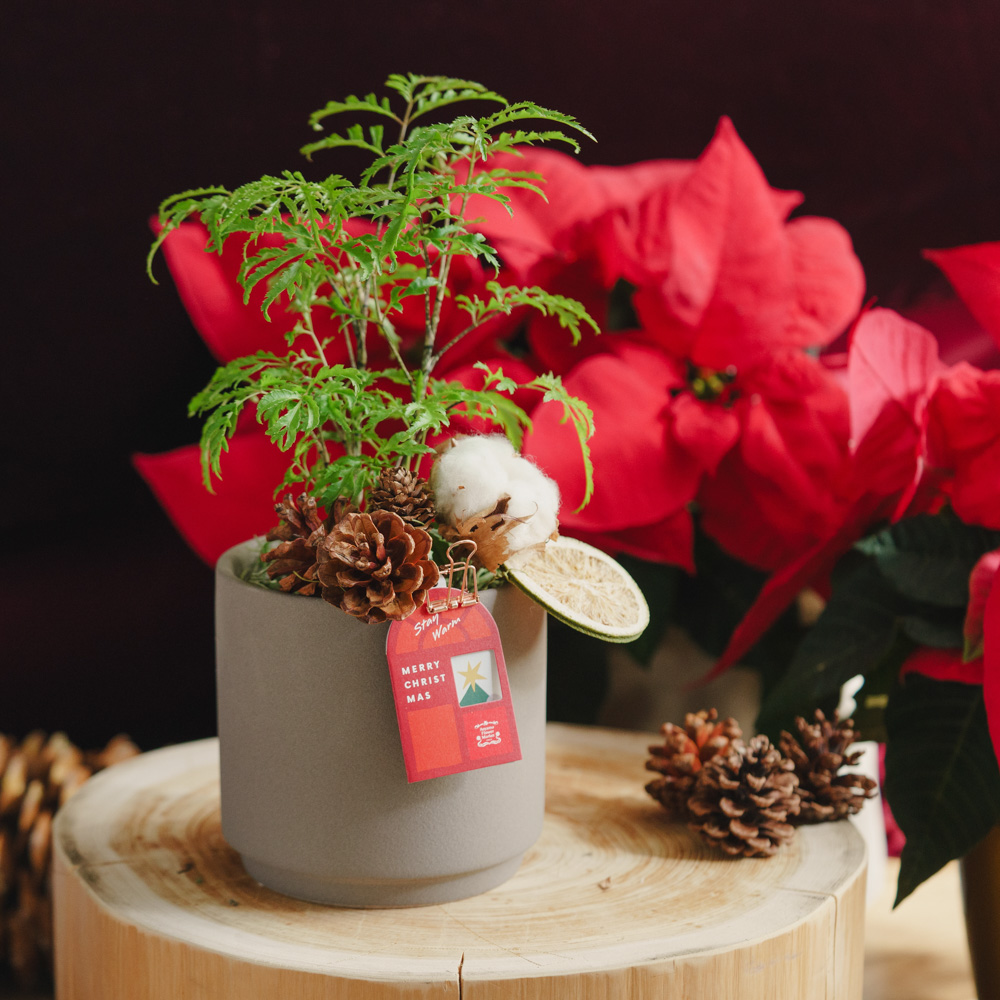 上品な12本のバラのブーケ×フラワーベース【クリスマス】Carol vase M