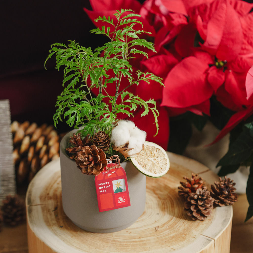 ポリシャス・フルチコーサ/青山フラワーマーケット/SOL(ソル) M グレー