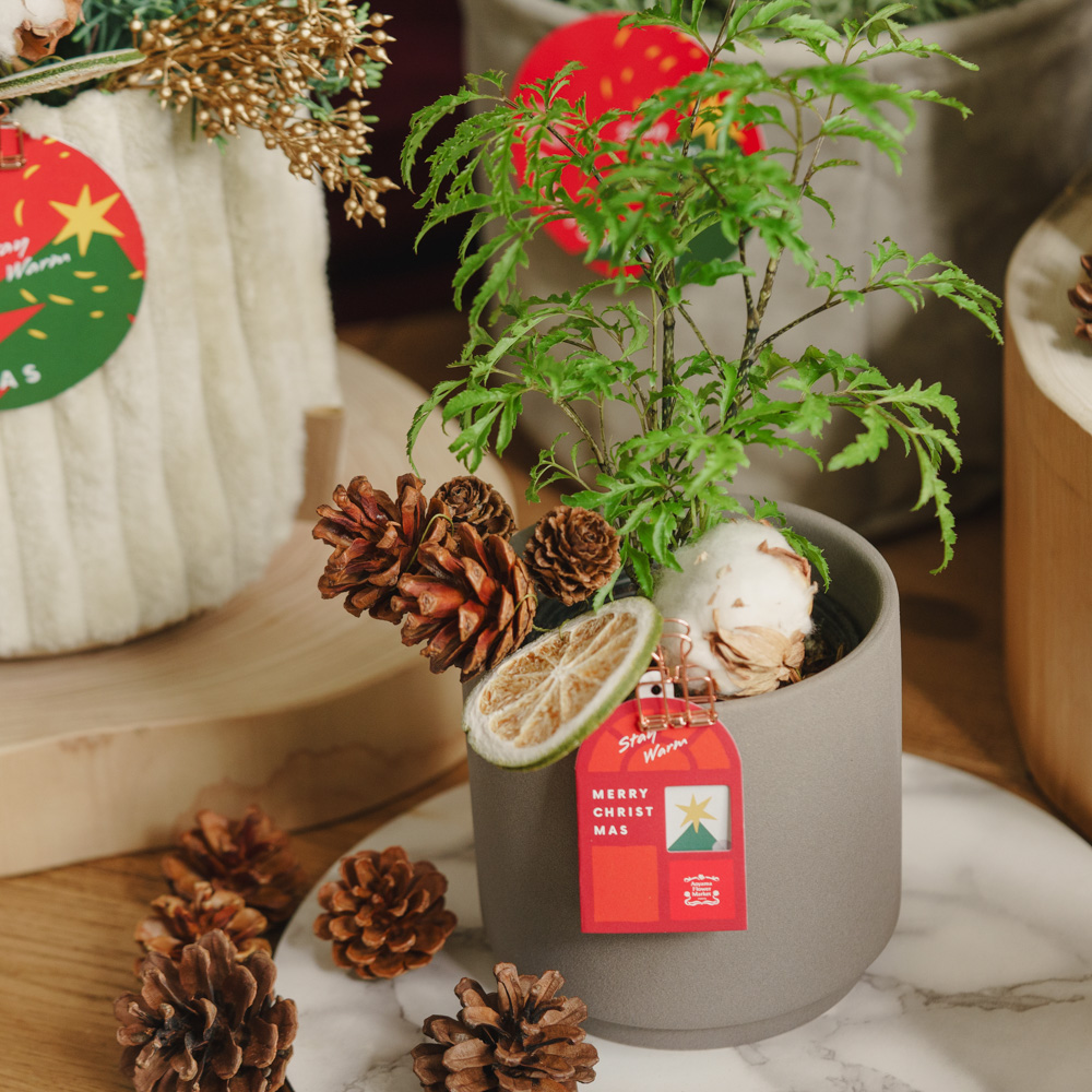 ポリシャス・フルチコーサ/青山フラワーマーケット/SOL(ソル) M グレー