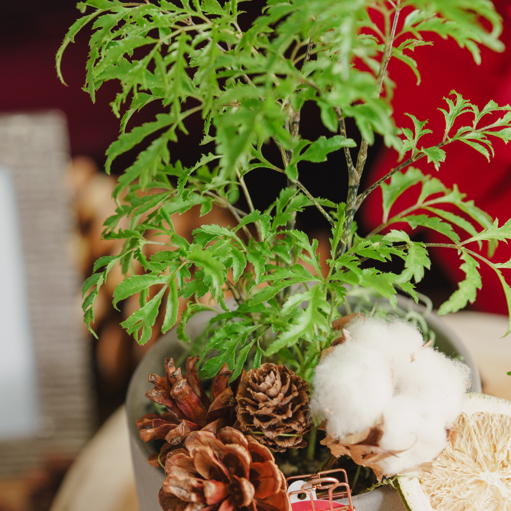 ポリシャス・フルチコーサ/青山フラワーマーケット/SOL(ソル) M グレー