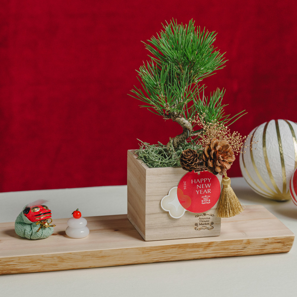 お正月お飾り3点セット付】黒松盆栽/青山フラワーマーケット