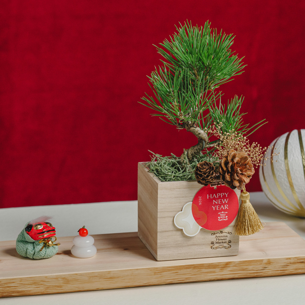 お正月お飾り3点セット付】黒松盆栽/青山フラワーマーケット