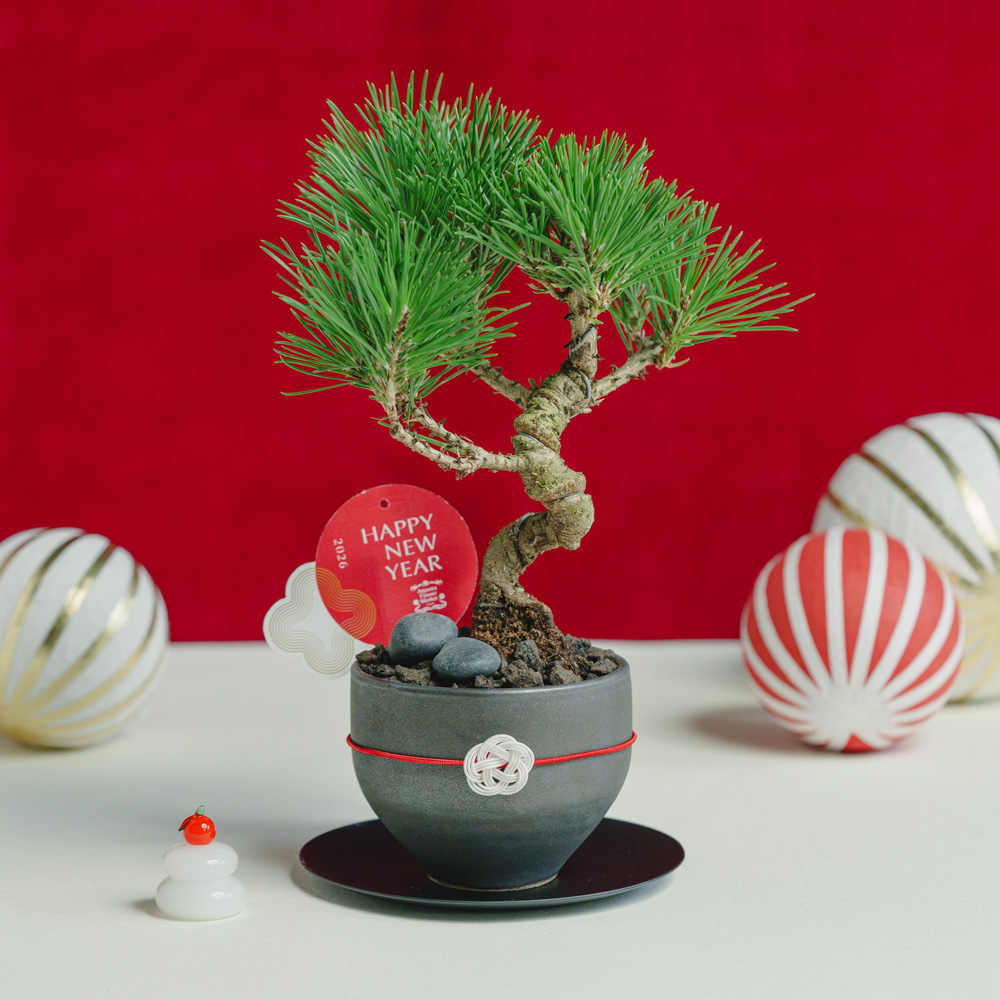 工房あめつち　陶器盆栽　松　お正月　オブジェ 工房あめつち 陶器盆栽 松 お正月 オブジェ 工房あめつち 陶器盆栽 松