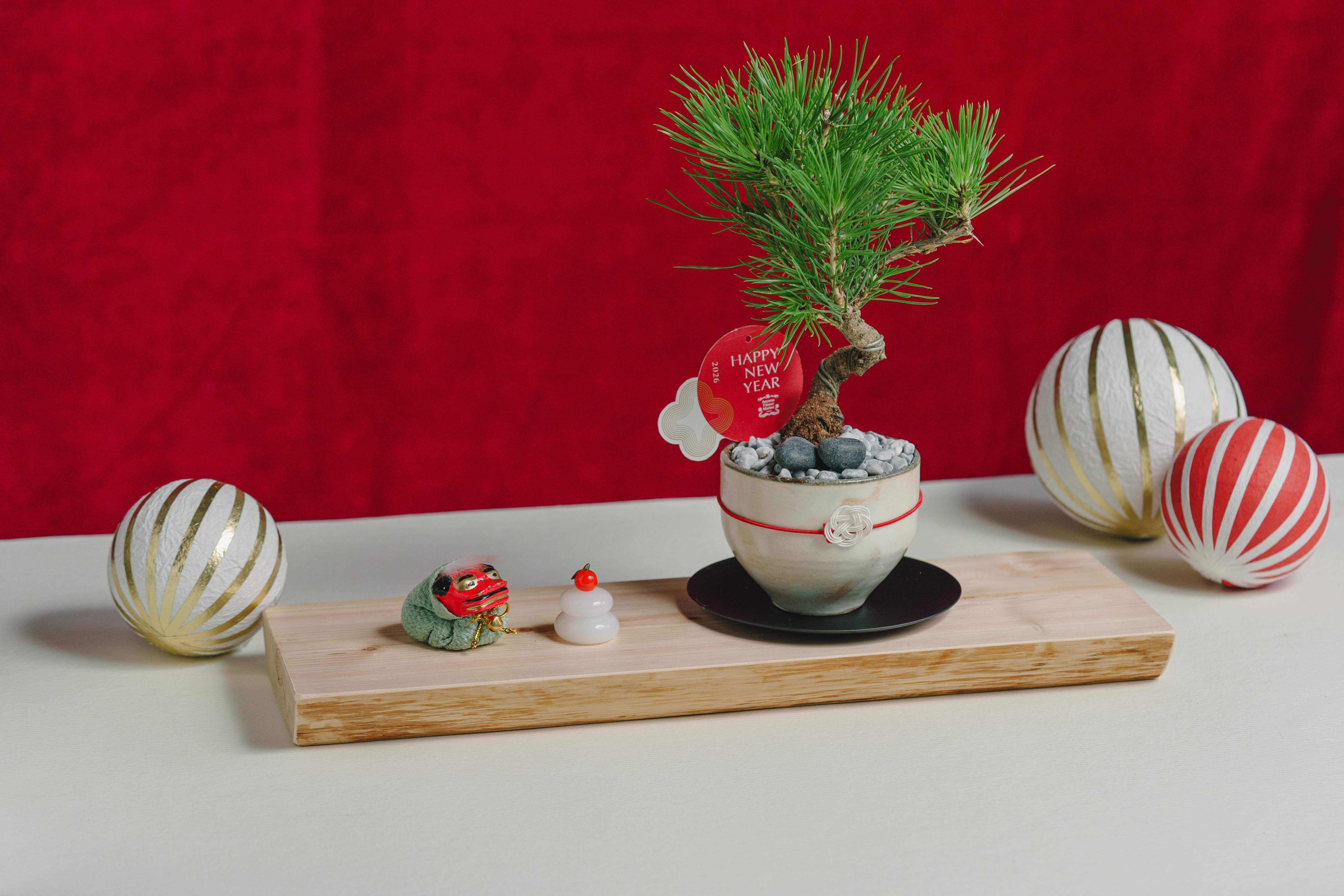 お正月お飾り3点セット付】黒松盆栽/murmures(ミュールミル)/梓