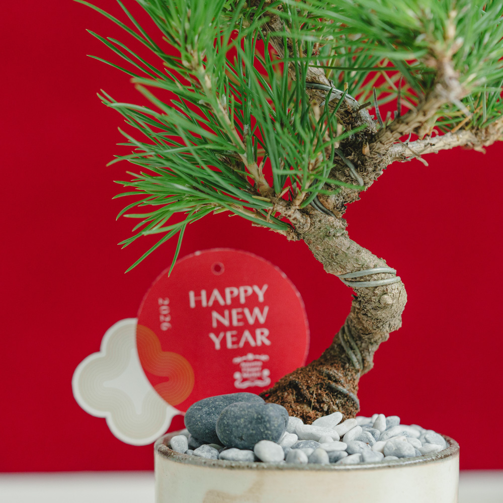 ブラウンのお正月飾り　598 ブラウンのお正月飾り 598 ブラウンのお正月飾り 598 【公式通販】