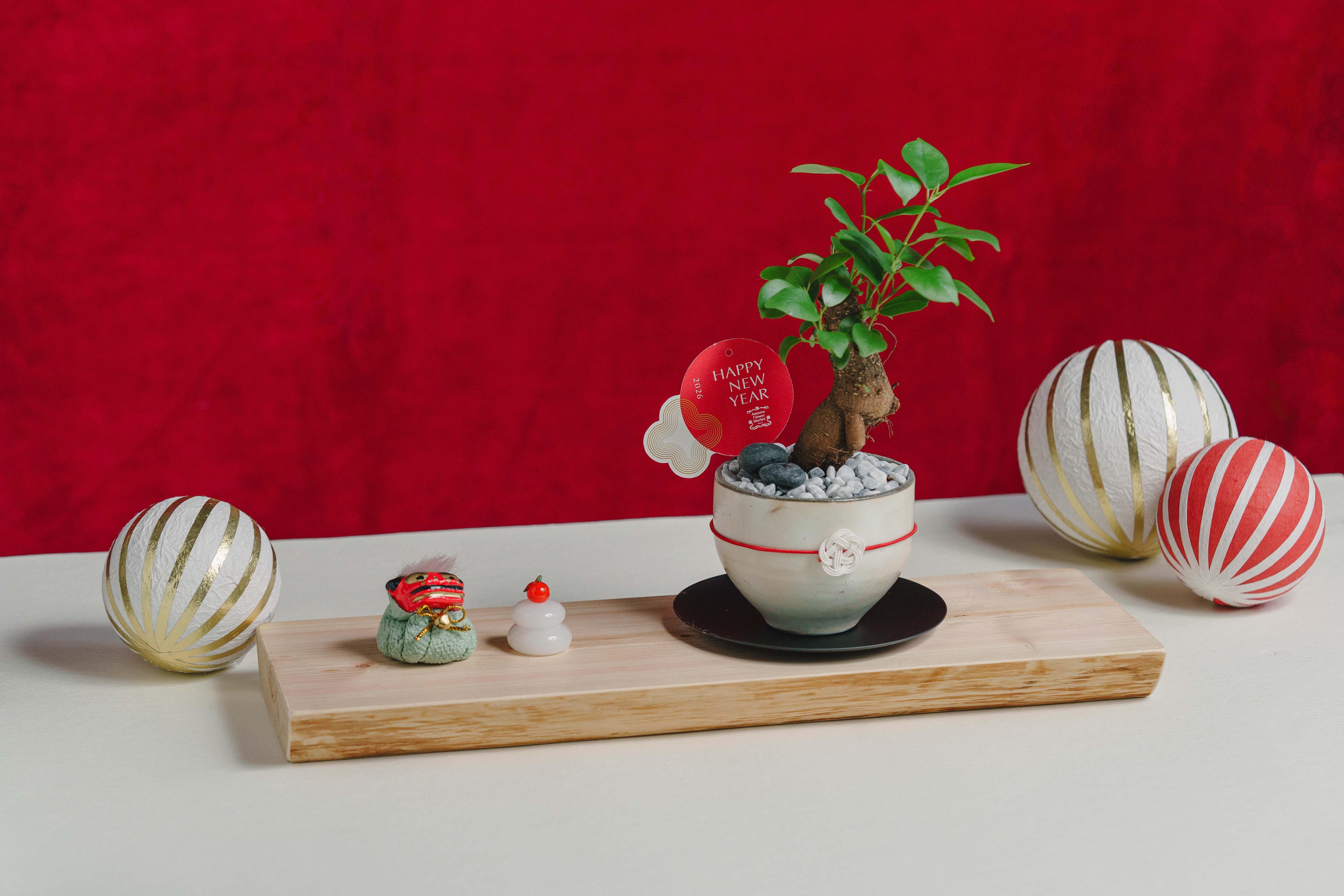 お正月お飾り3点セット付】ガジュマル/murmures(ミュールミル)/梓