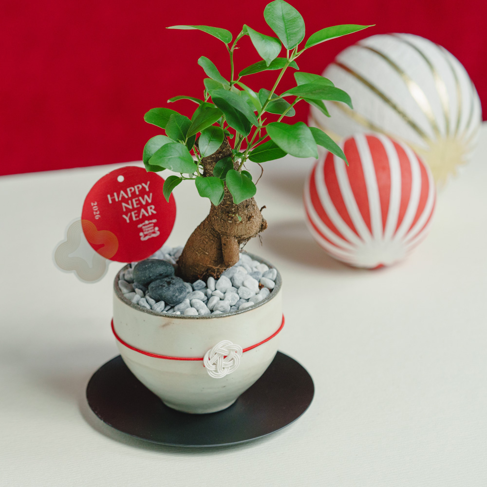 お正月お飾り3点セット付】ガジュマル/murmures(ミュールミル)/梓