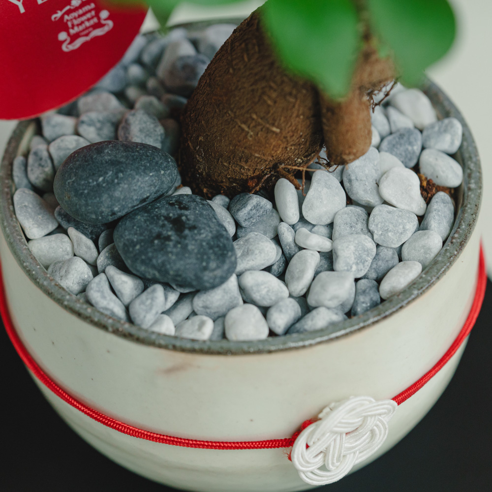 お正月お飾り3点セット付】ガジュマル/murmures(ミュールミル)/梓