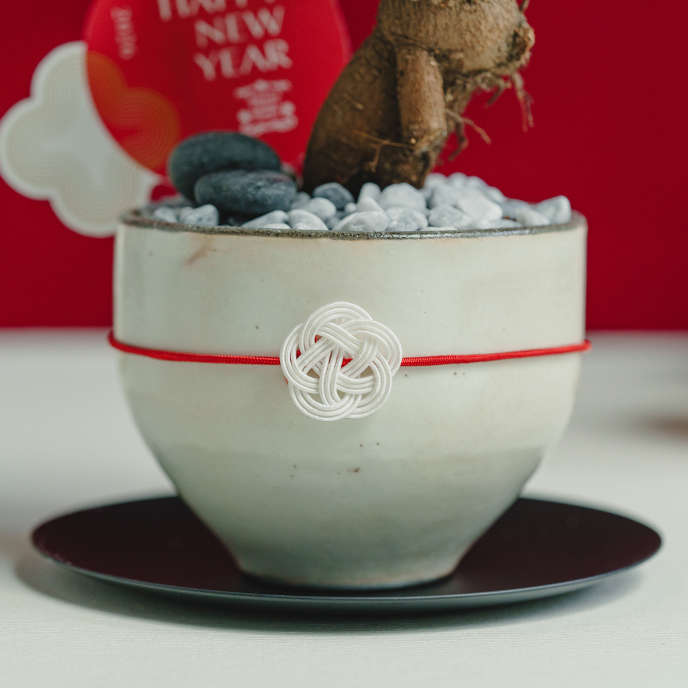 お正月お飾り3点セット付】ガジュマル/murmures(ミュールミル)/梓