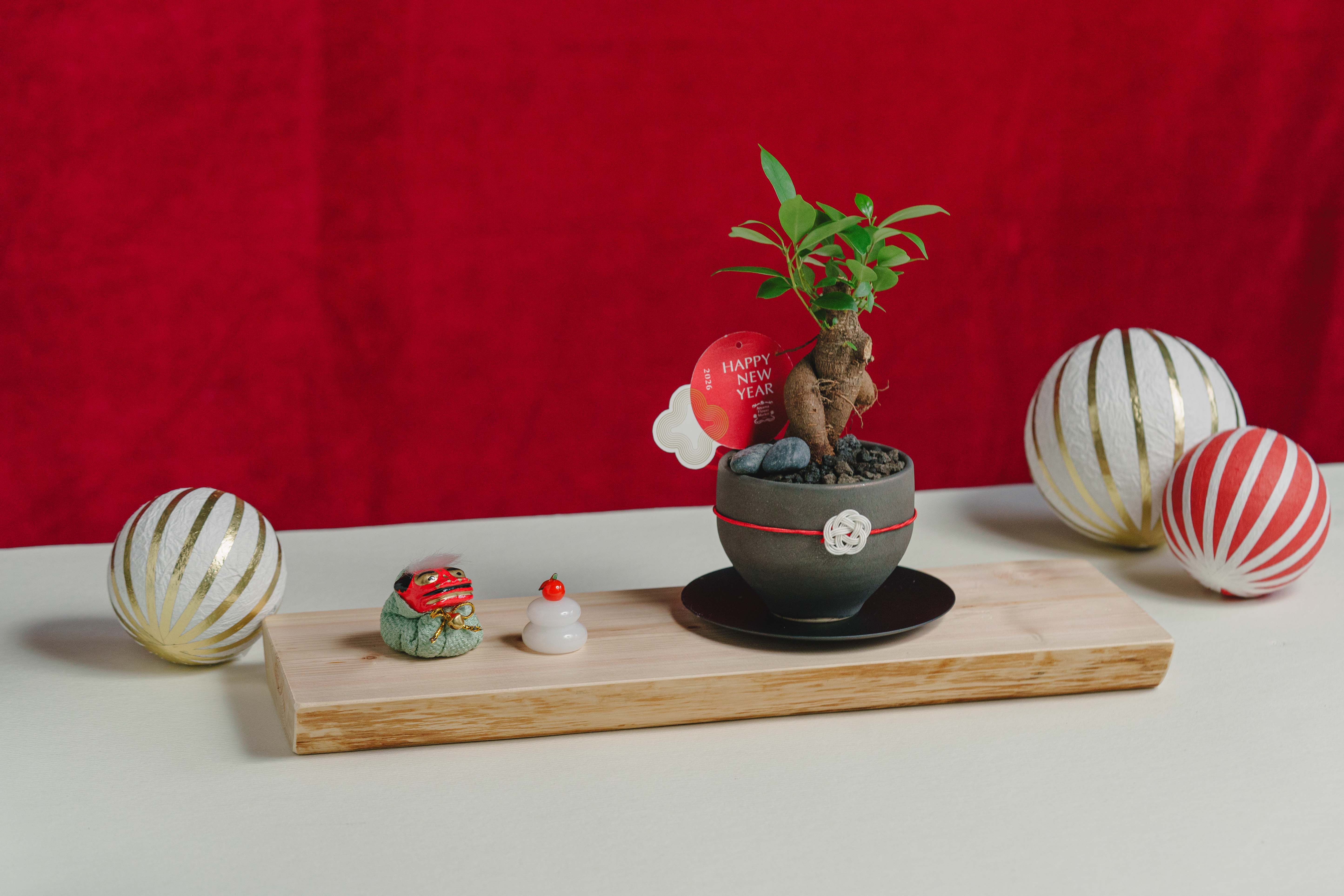 お正月お飾り3点セット付】ガジュマル/murmures(ミュールミル)/梓