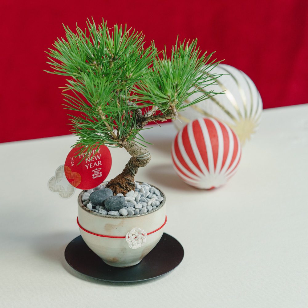 お正月商品】黒松盆栽/murmures(ミュールミル)/梓 -あずさ- 白 | 青山