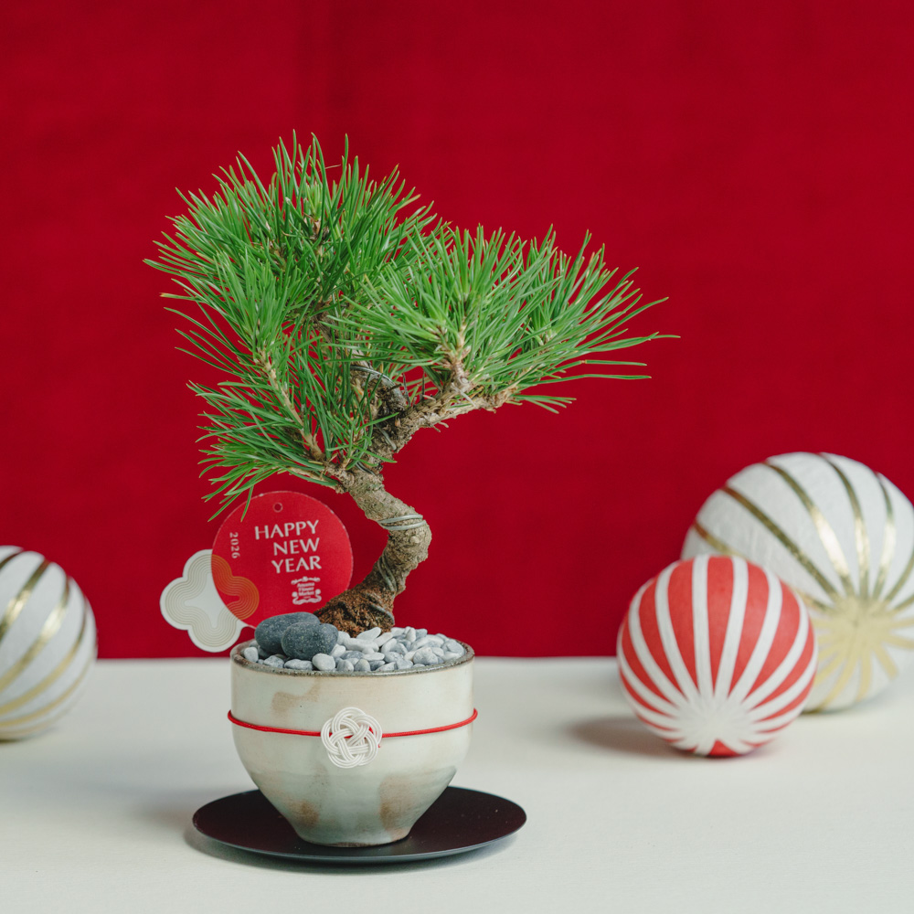 お正月商品】黒松盆栽/murmures(ミュールミル)/梓 -あずさ- 白 | 青山