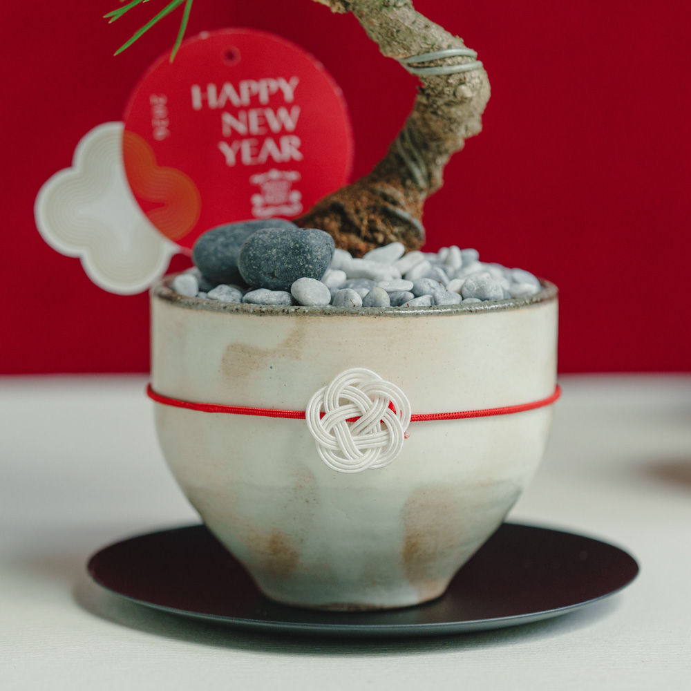 お正月商品】黒松盆栽/murmures(ミュールミル)/梓 -あずさ- 白 | 青山