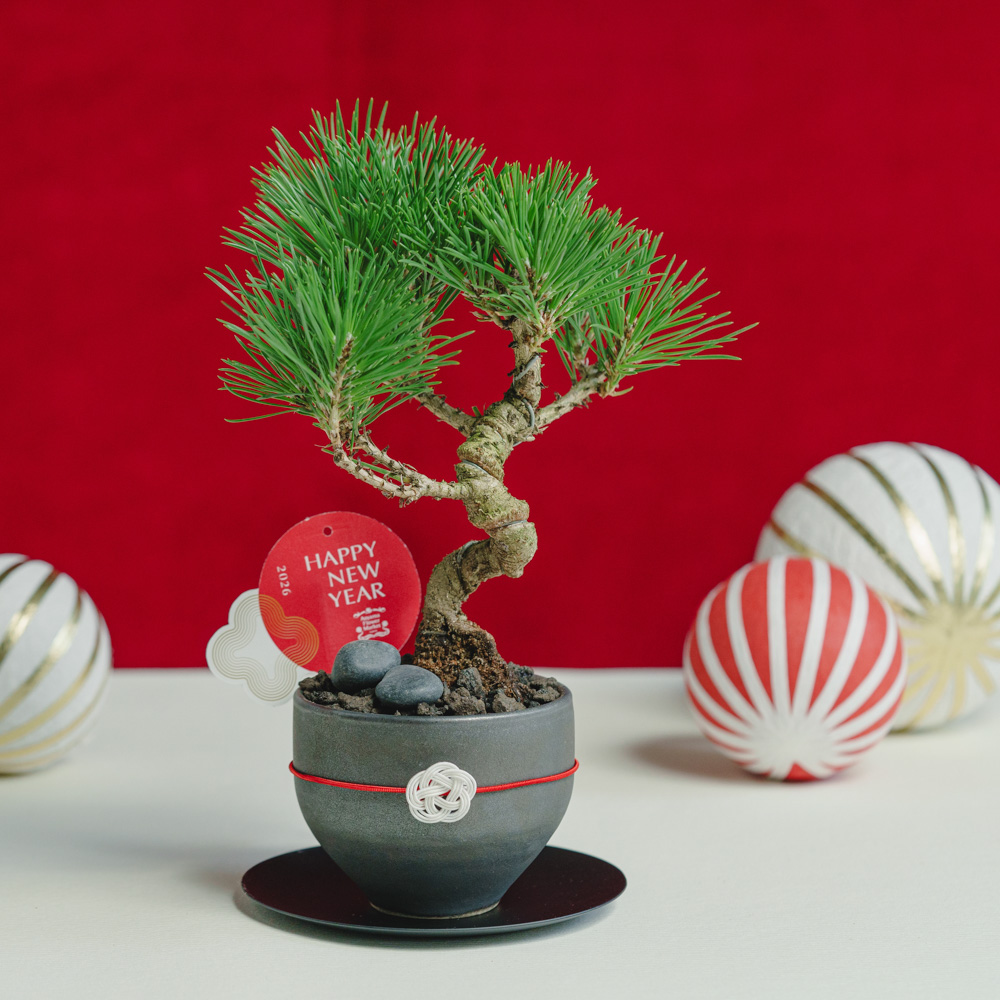 お正月商品】黒松盆栽/murmures(ミュールミル)/梓 -あずさ- 黒 | 青山