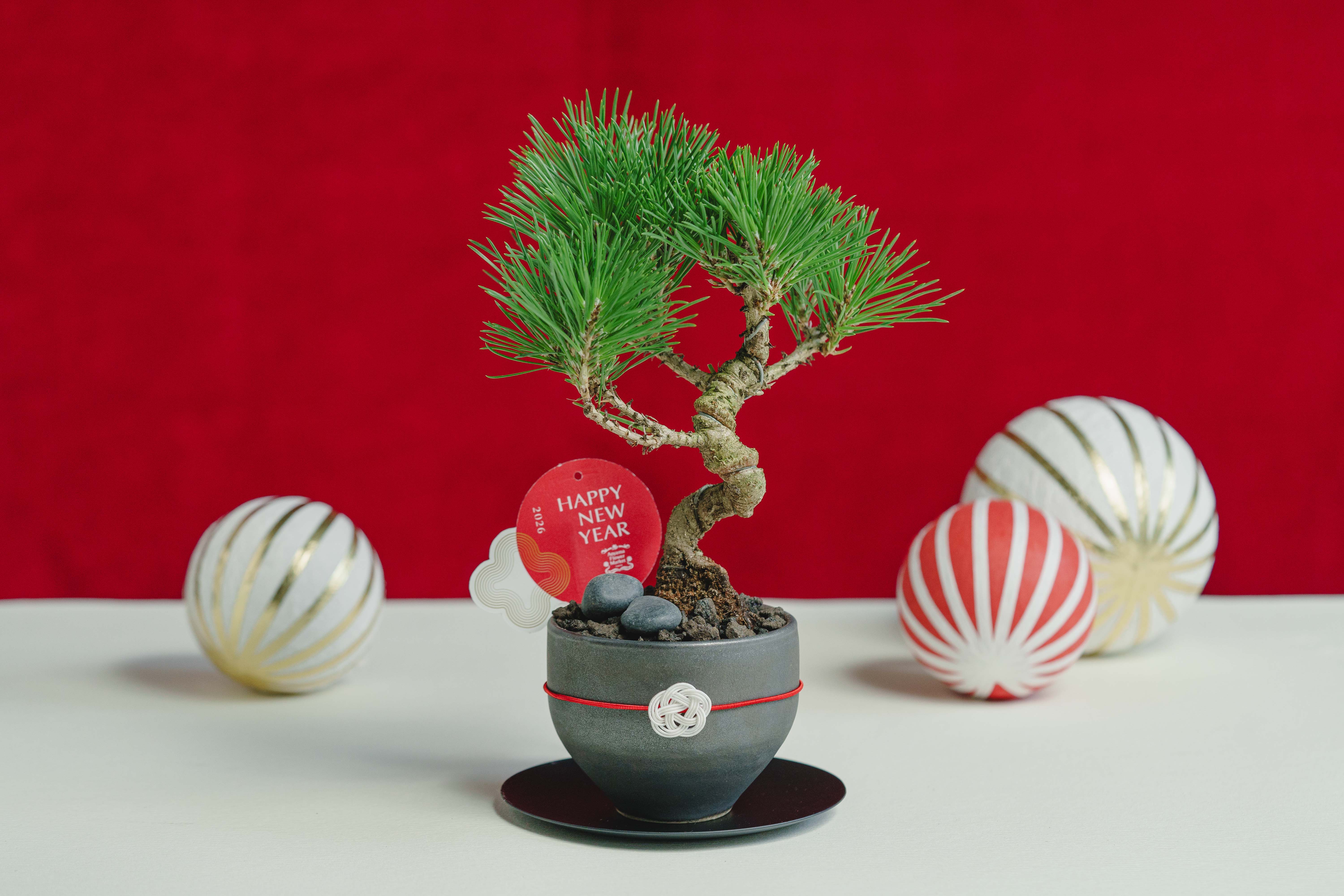 お正月商品】黒松盆栽/murmures(ミュールミル)/梓 -あずさ- 黒 | 青山