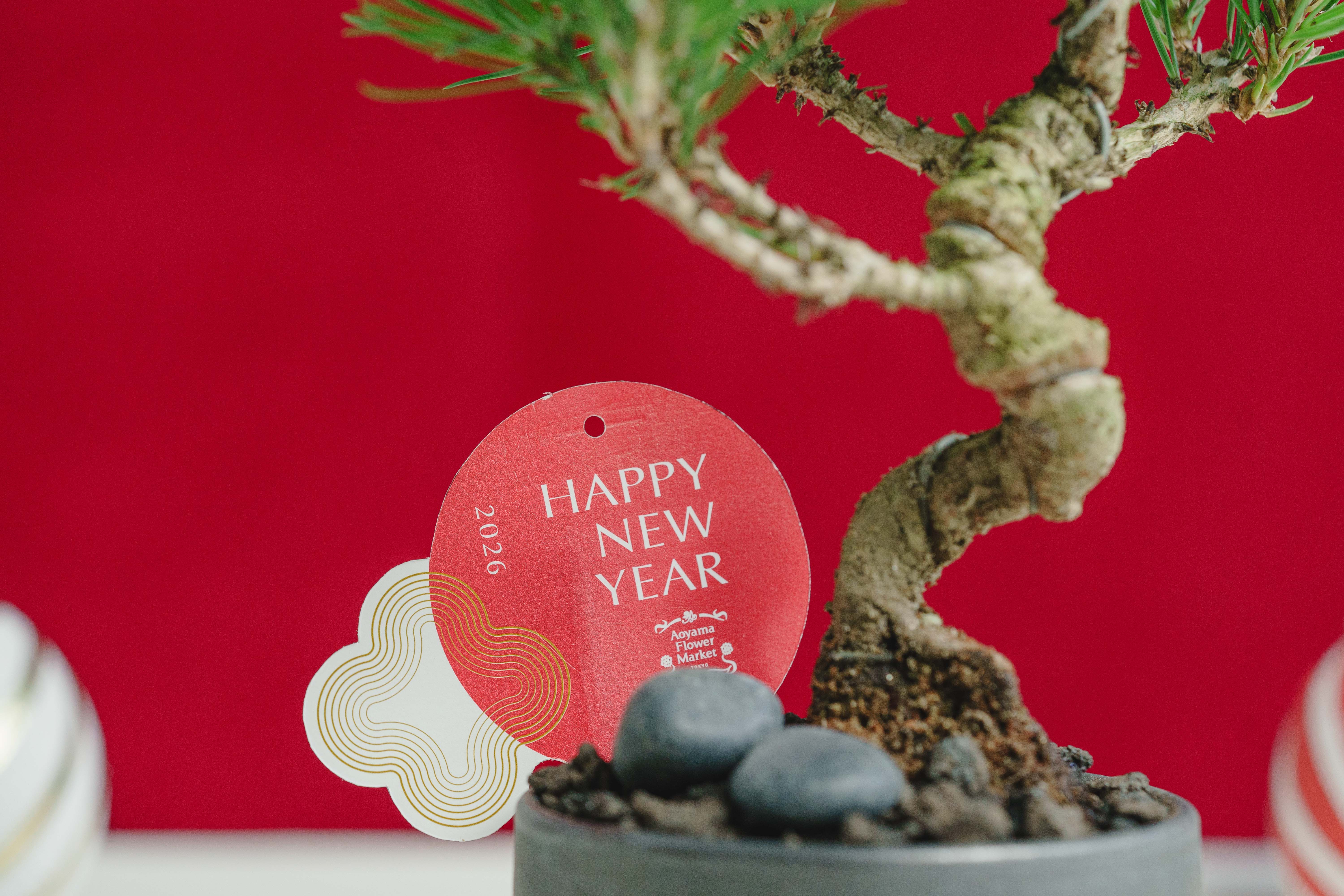 お正月商品】黒松盆栽/murmures(ミュールミル)/梓 -あずさ- 黒 | 青山