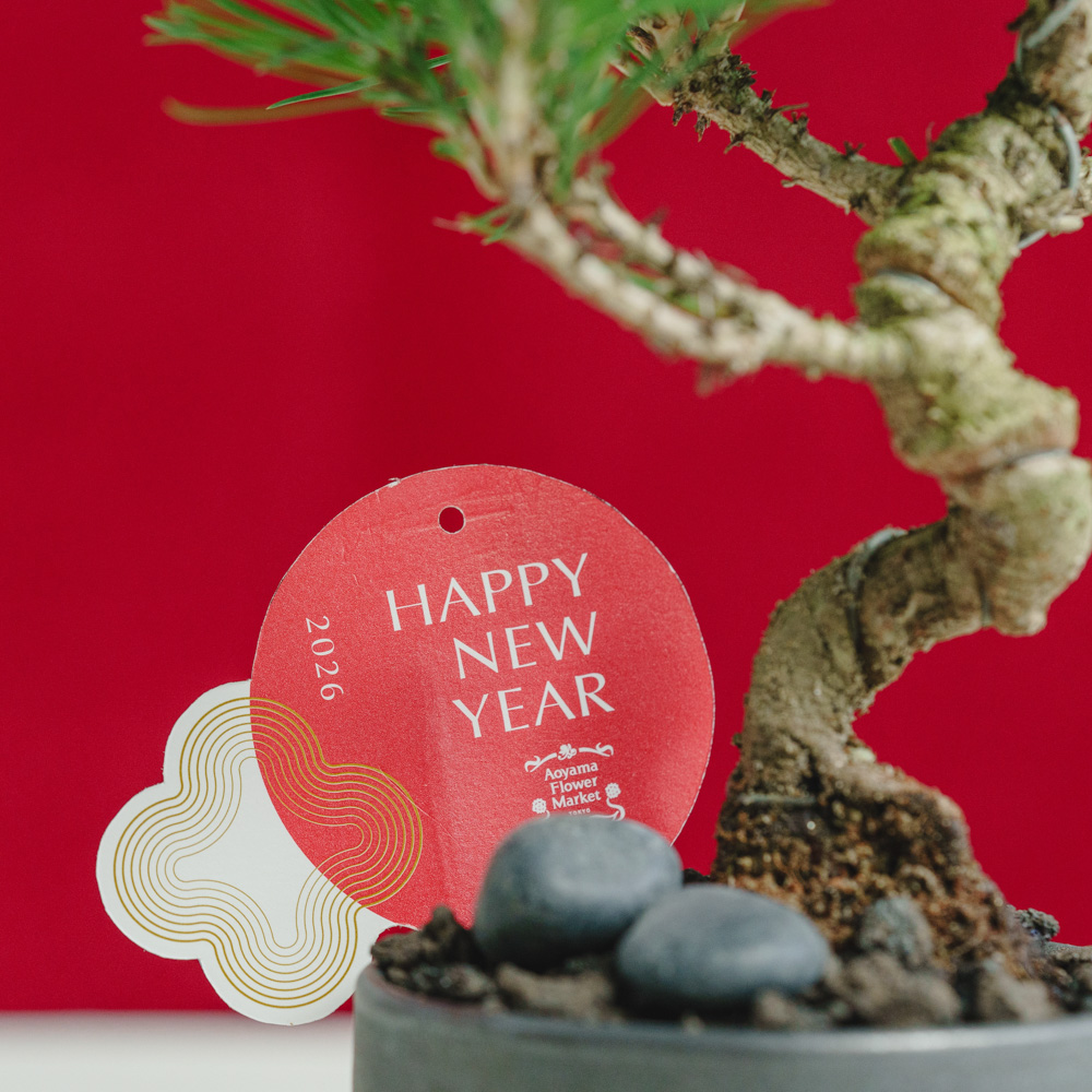 お正月商品】黒松盆栽/murmures(ミュールミル)/梓 -あずさ- 黒 | 青山