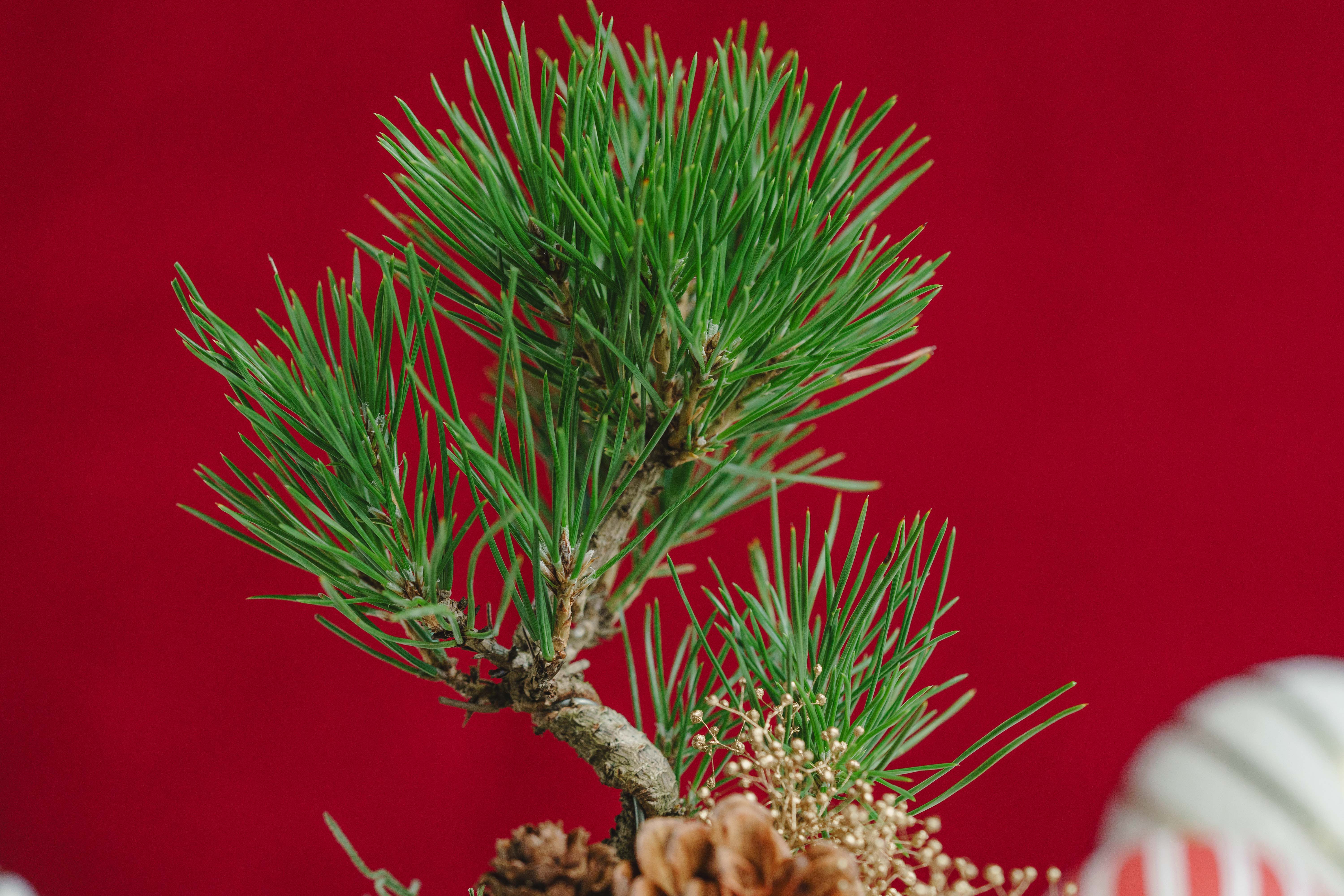 緑巳斎春松 約30cm 絵付け 賢人山水図 長方形 盆栽鉢 10号 ② 緑己斎