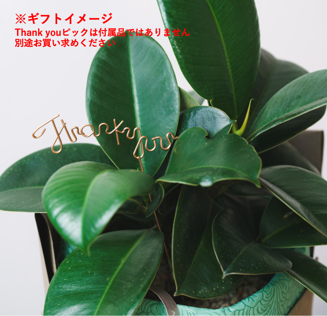 ユーモラスな姿が魅力のガジュマル(Green) | 青山フラワーマーケット