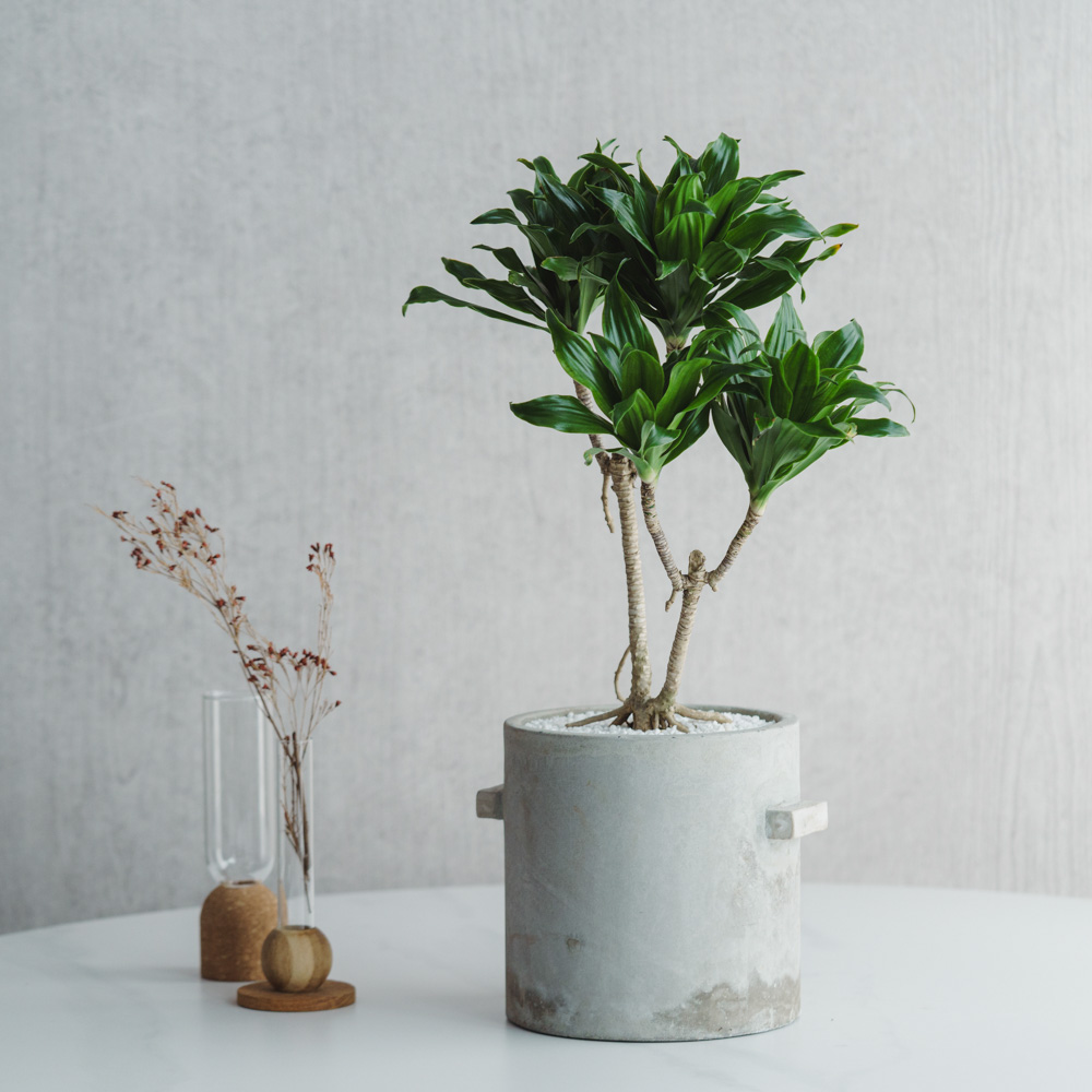 一点もの】ドラセナ・コンパクタ/SERAX(セラックス)/Pot Concrete Rond