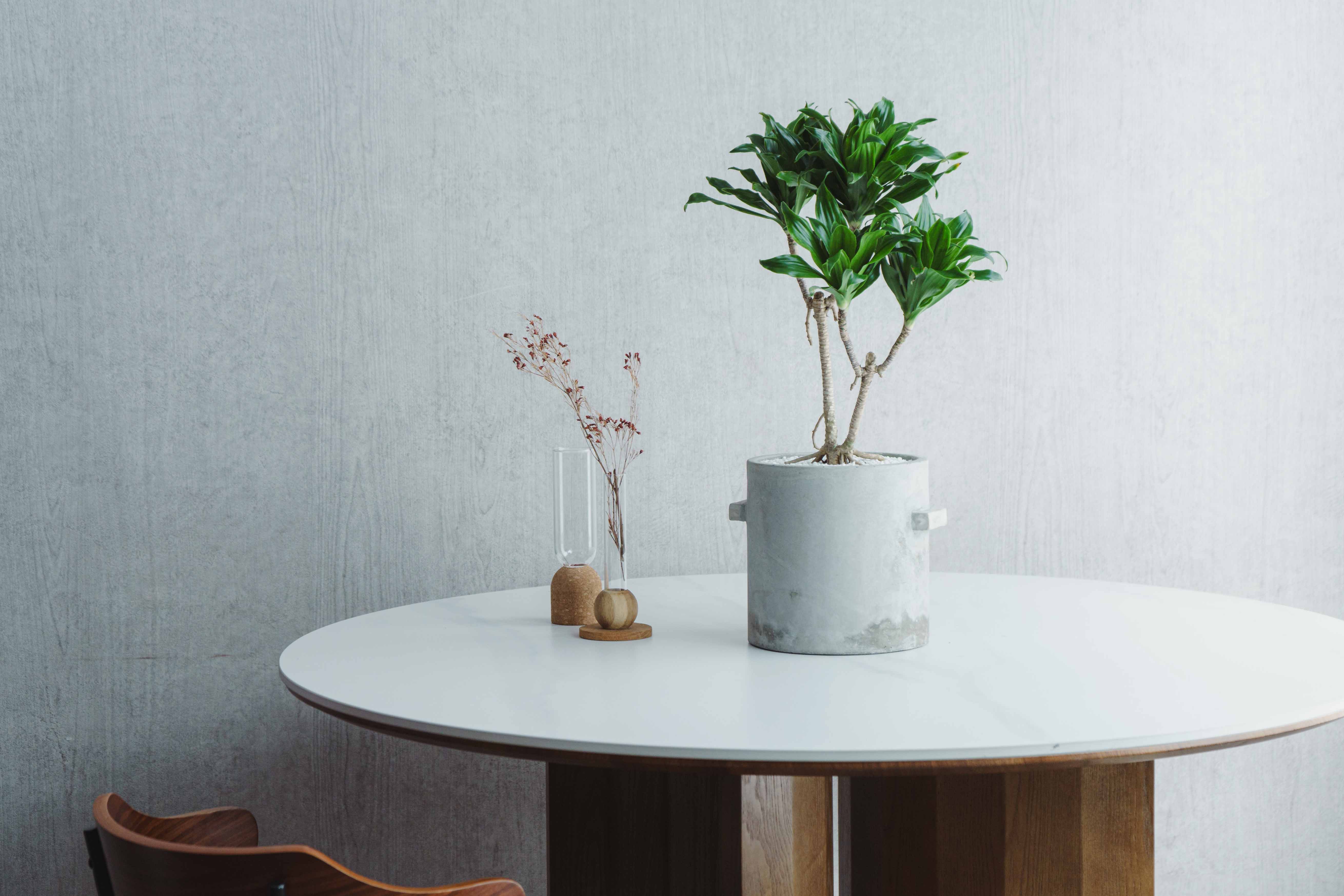 一点もの】ドラセナ・コンパクタ/SERAX(セラックス)/Pot Concrete Rond