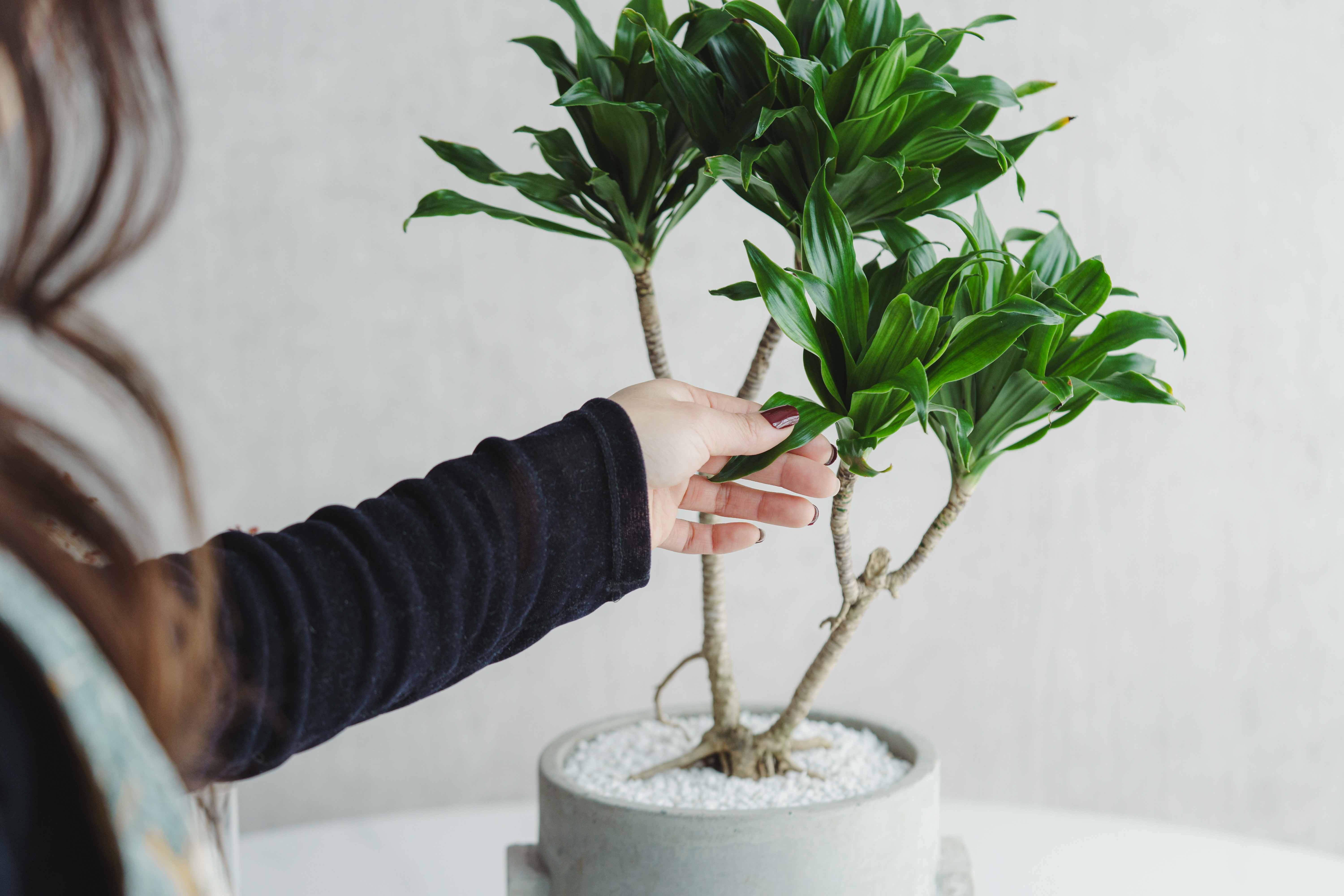 一点もの】ドラセナ・コンパクタ/SERAX(セラックス)/Pot Concrete Rond