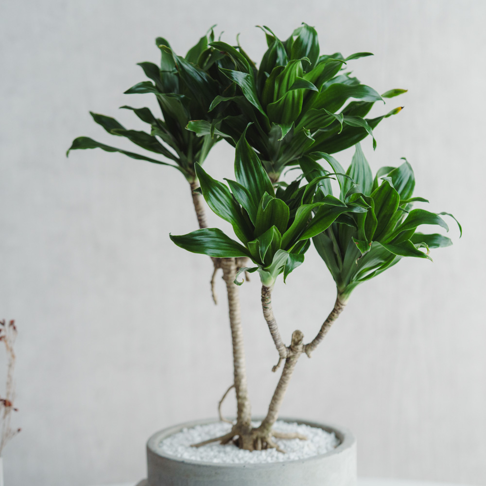 一点もの】ドラセナ・コンパクタ/SERAX(セラックス)/Pot Concrete Rond