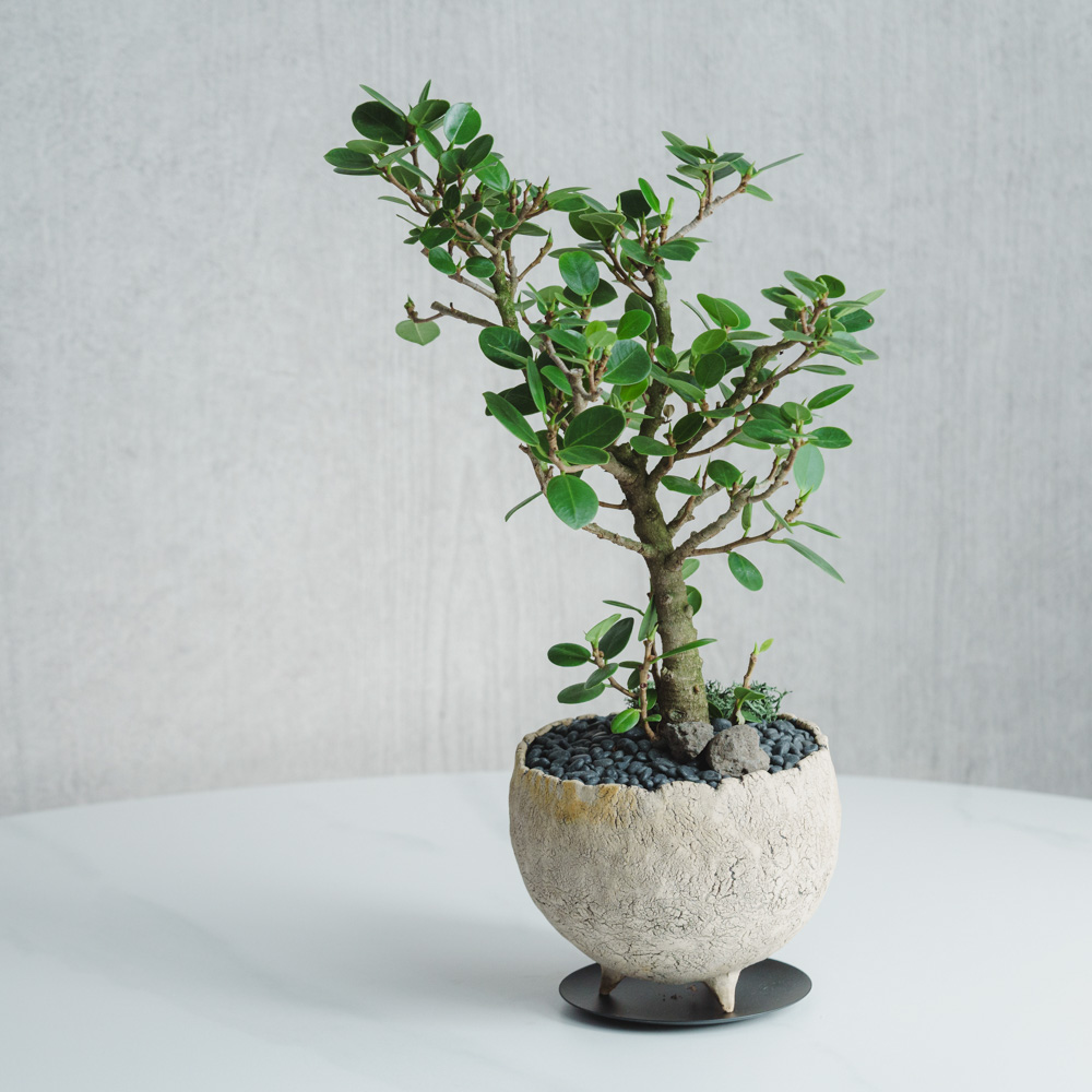 一点もの】パンダガジュマル/murmures(ミュールミル)/老松 足付 M