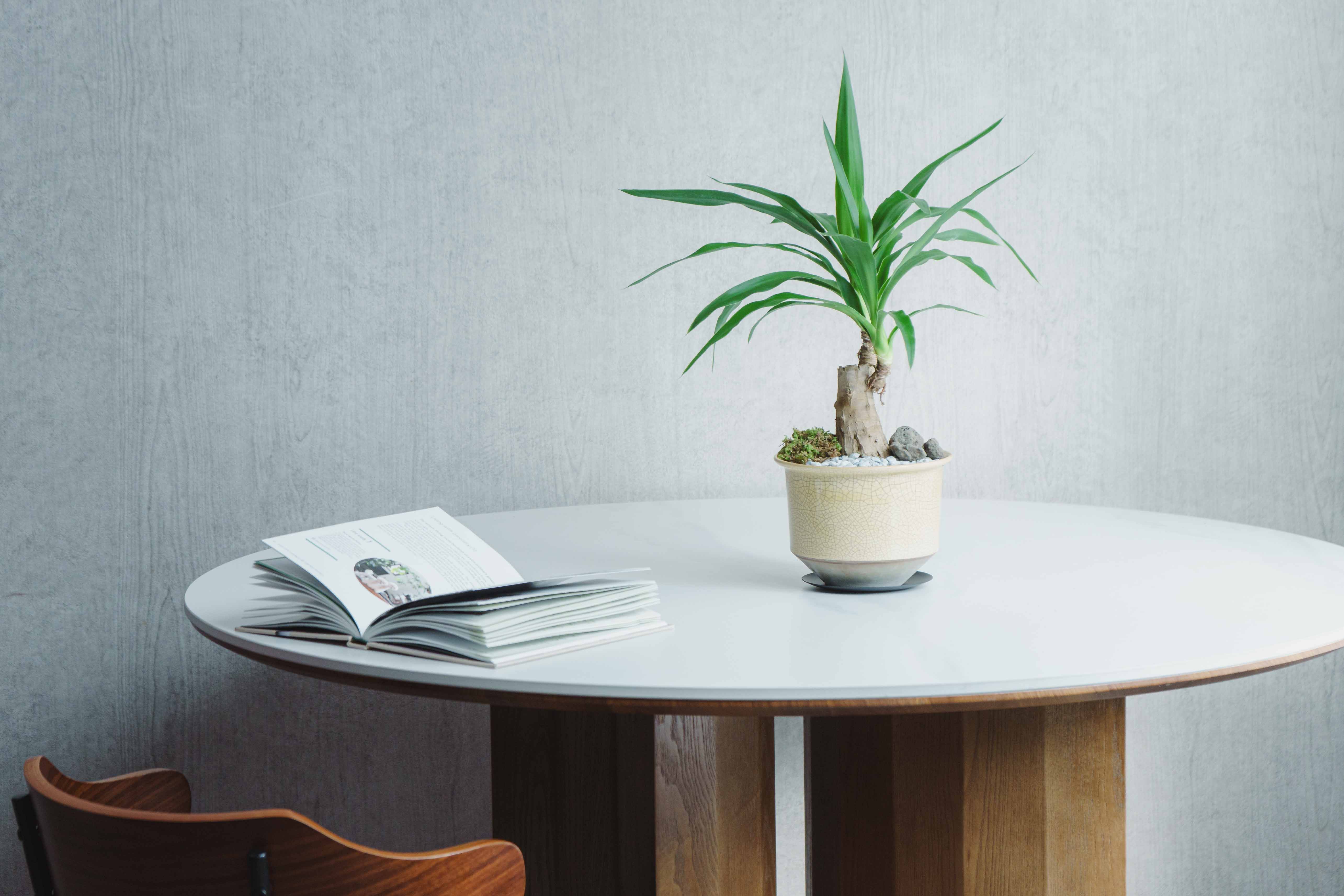 一点もの】ユッカ/murmures(ミュールミル)/瑞雲 ずいうん 黄L | 青山