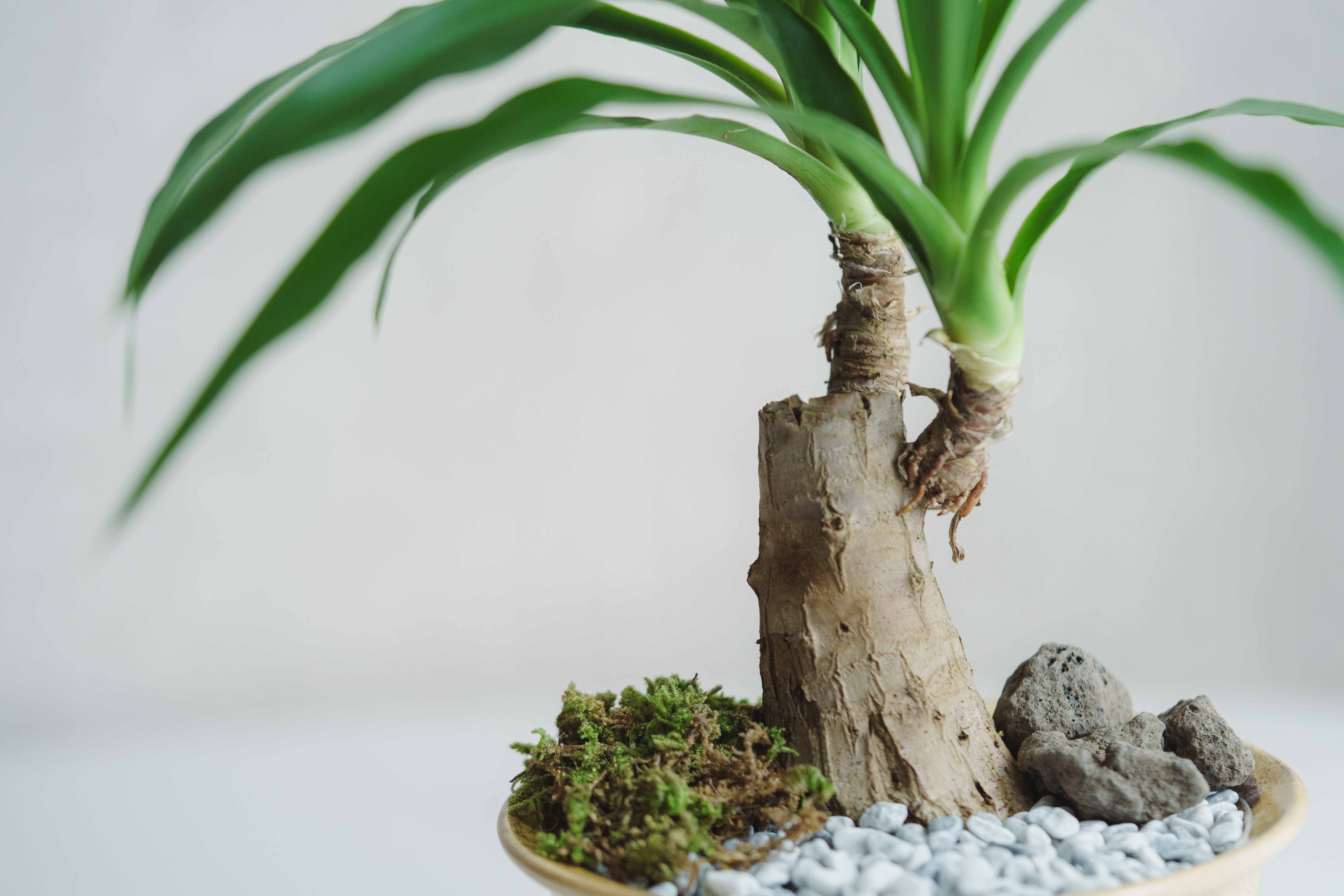 一点もの】ユッカ/murmures(ミュールミル)/瑞雲 ずいうん 黄L | 青山